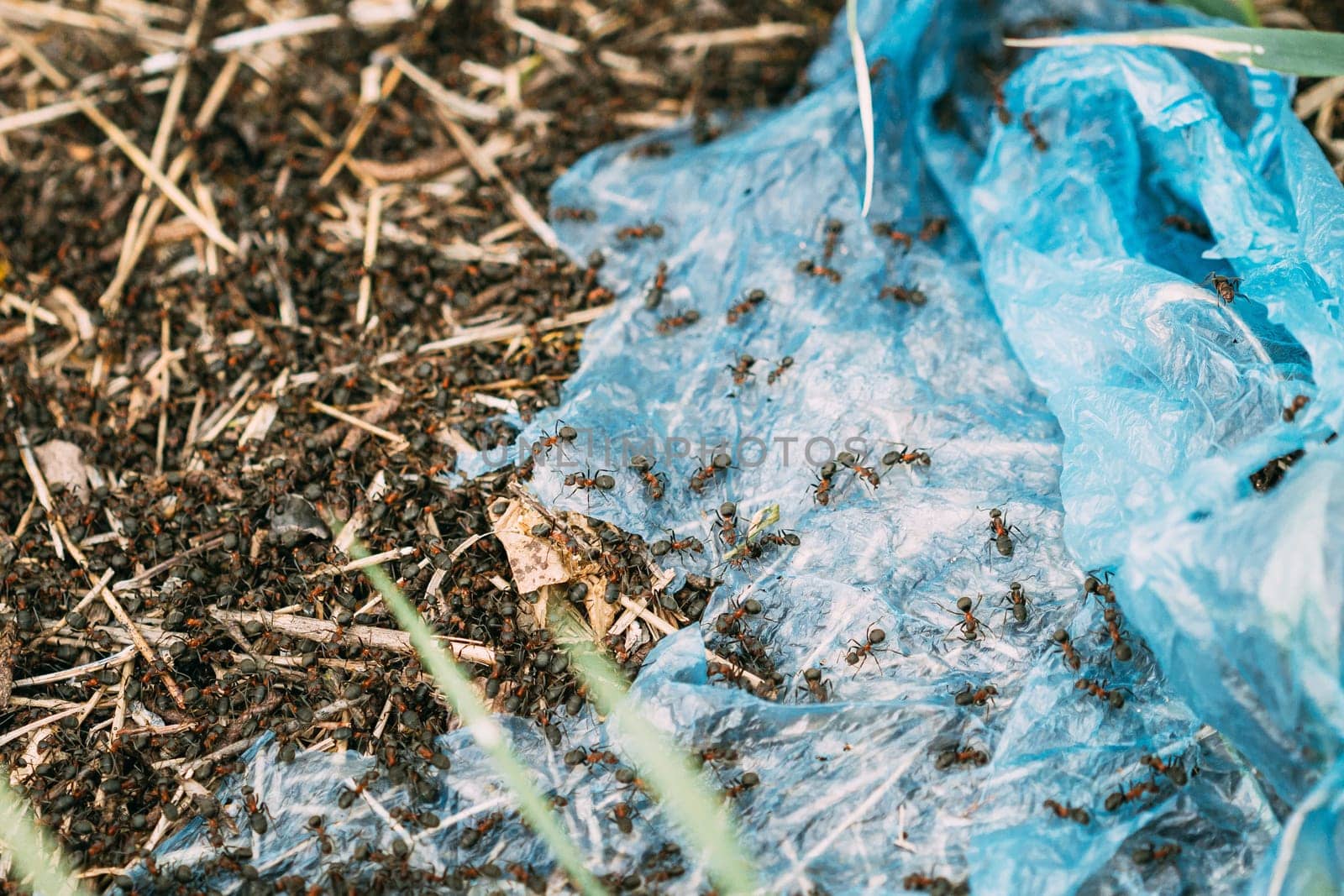 Red Forest Ants (Formica Rufa) Crawling On Plastic Bag In Forest. Ants Moving In Anthill.