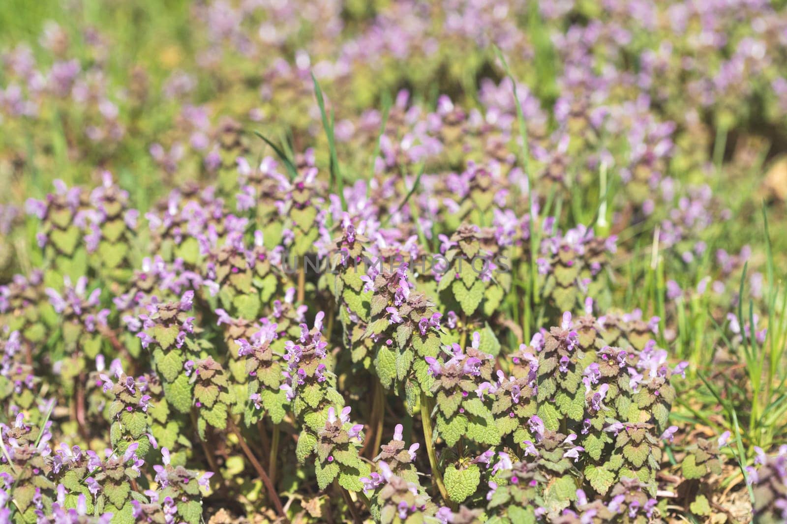Violet Flowers Of Lamium Purpureum In Summer Field Meadow With Blurred Background.
