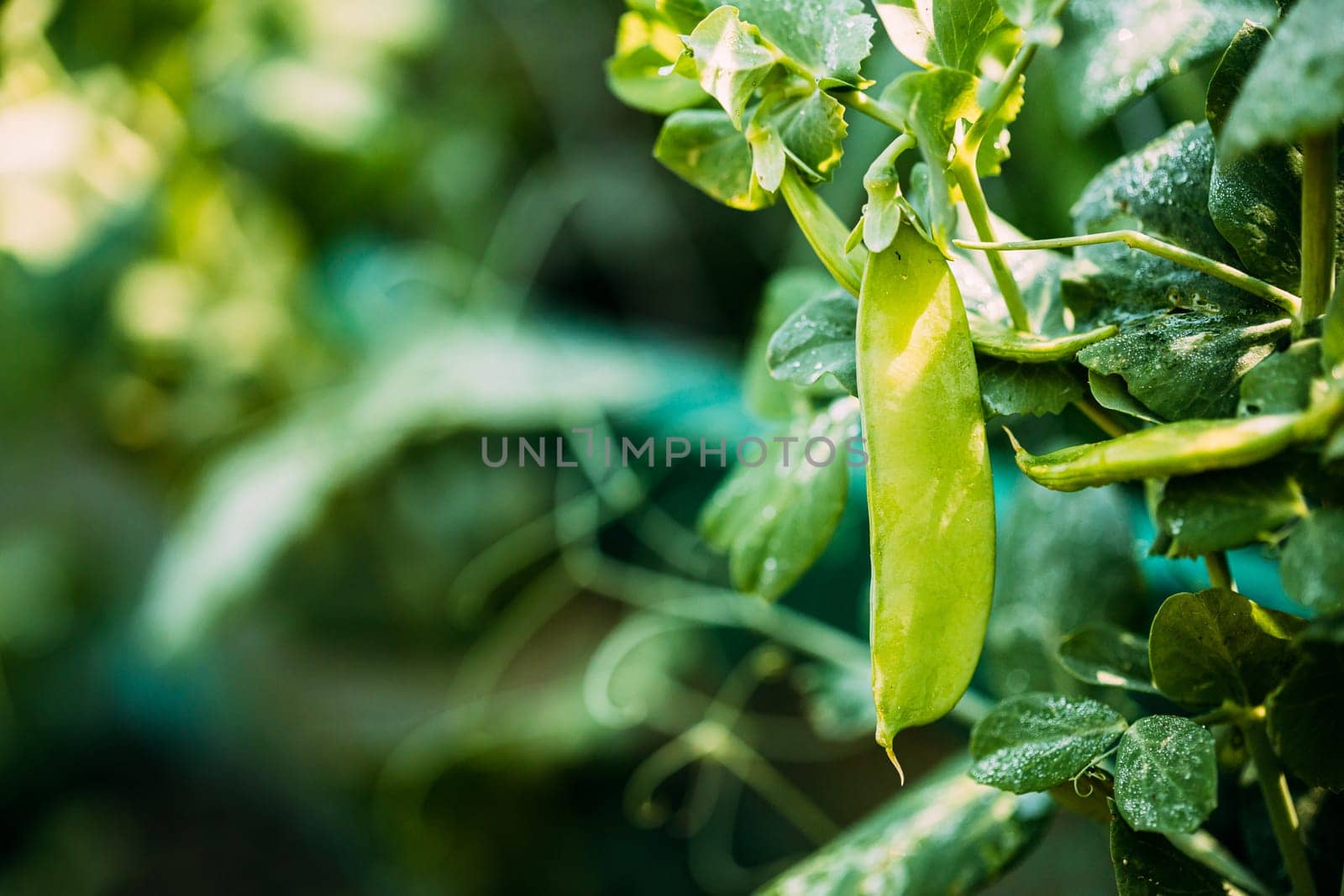 Fresh Vegetable Organic Green Beans Growing on branch of bush In Vegetable Garden.