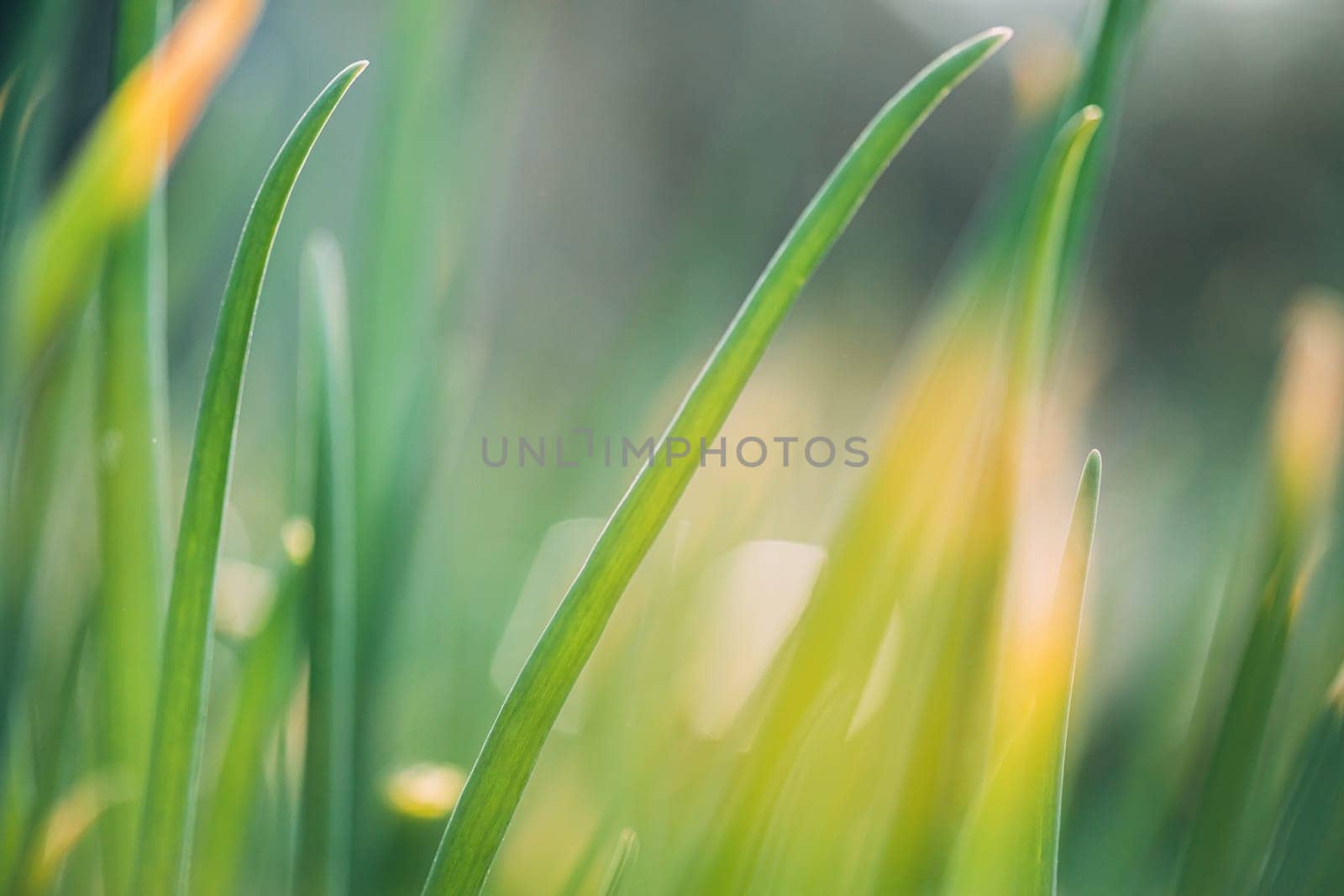 Scallions Or Green Onions, Spring Onions, Or Salad Onions. Young Spring Green Leaf Leaves Growing In Vegetable Garden. Healthy Vegetable.