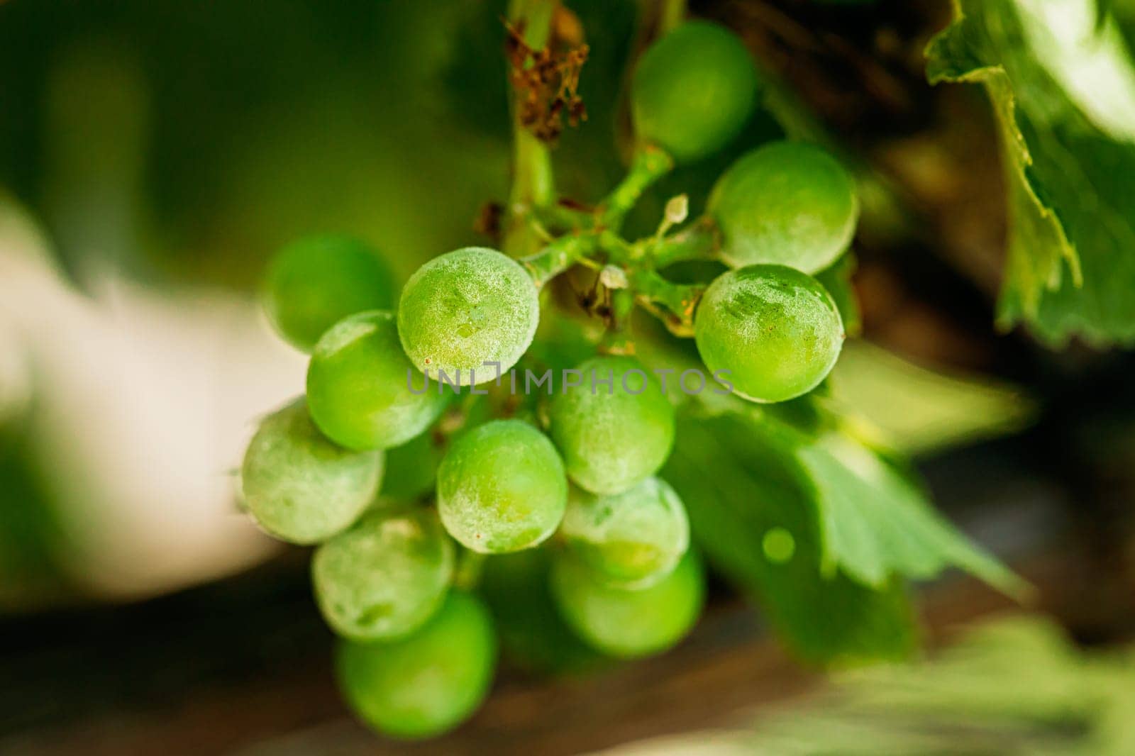 Powdery Mildew On Fruits And Leaves Of Grape. Plant Disease. Bad Harvest. Plant Disease.