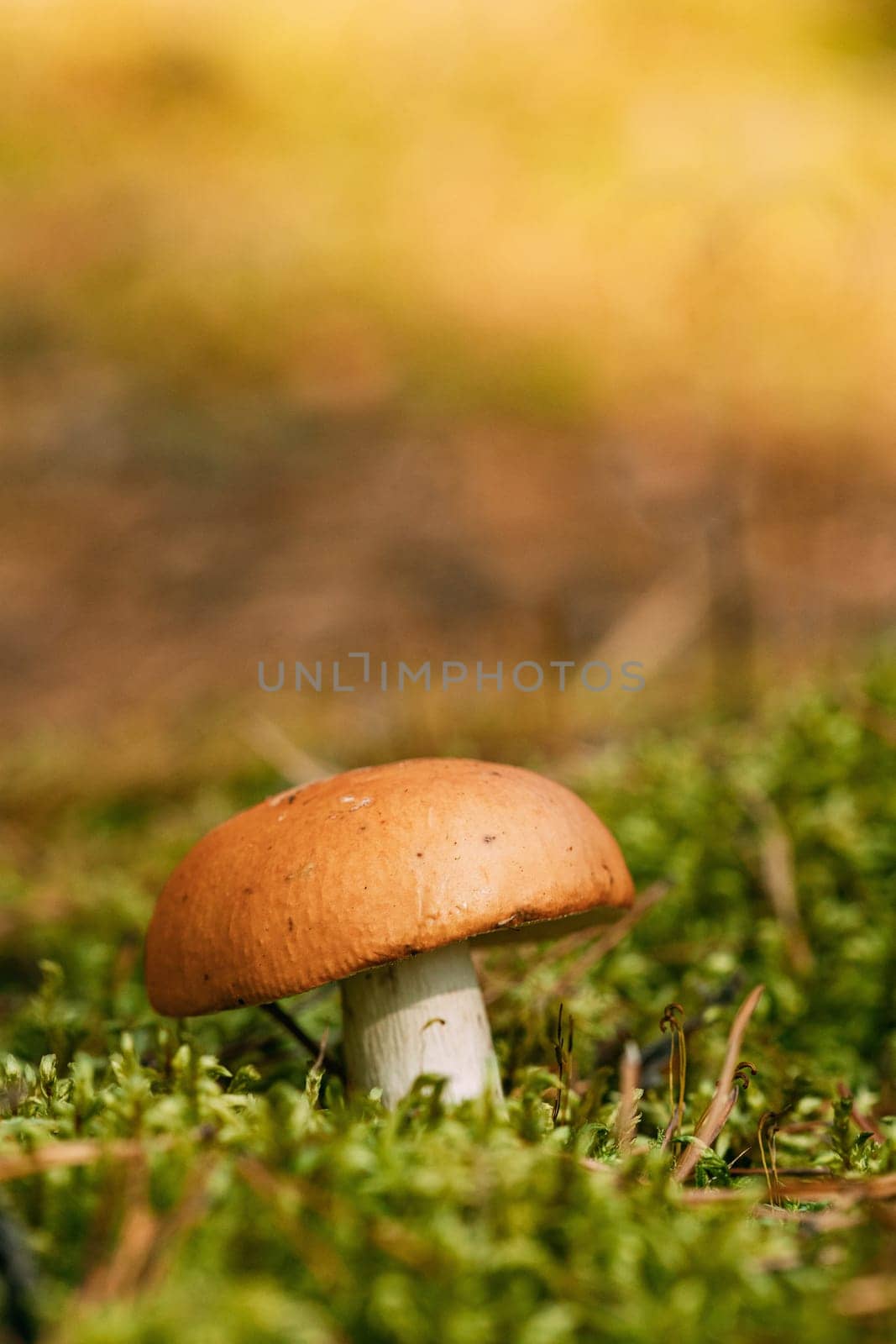 Boletus edulis Bull In Autumn Forest In Belarus. Mushroom In Sunset Autumn Forest In Belarus.