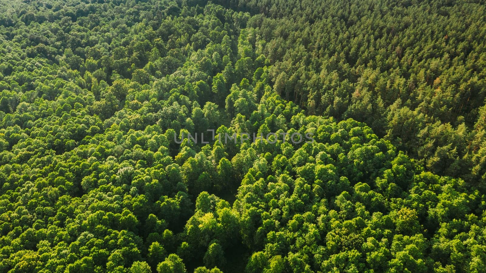 Aerial View Of Green Deciduous And Pine Coniferous Forest In Landscape In Summer Evening. Top View From Attitude. Drone View Of European Woods At Summer.