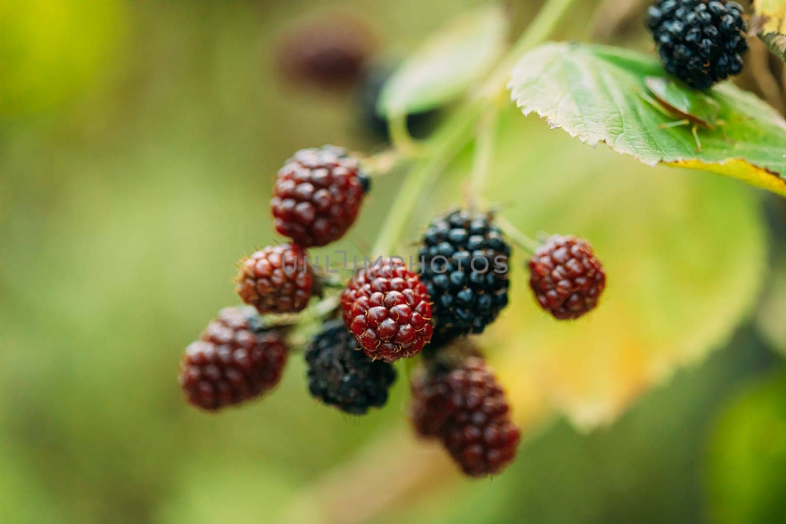 Blackberry Branch. Growing Organic Berries Closeup In Summer Day.