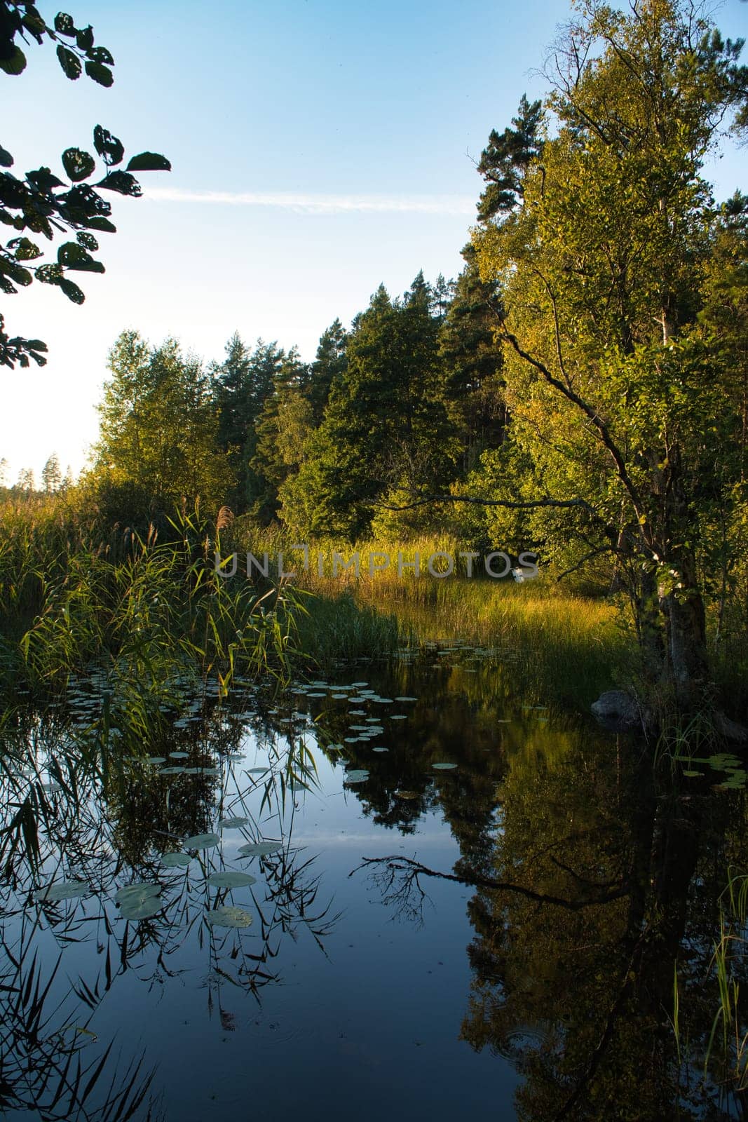 On a lake in Sweden, with water lilies and reeds. In the background forests and blue sky. Nature shot from the north