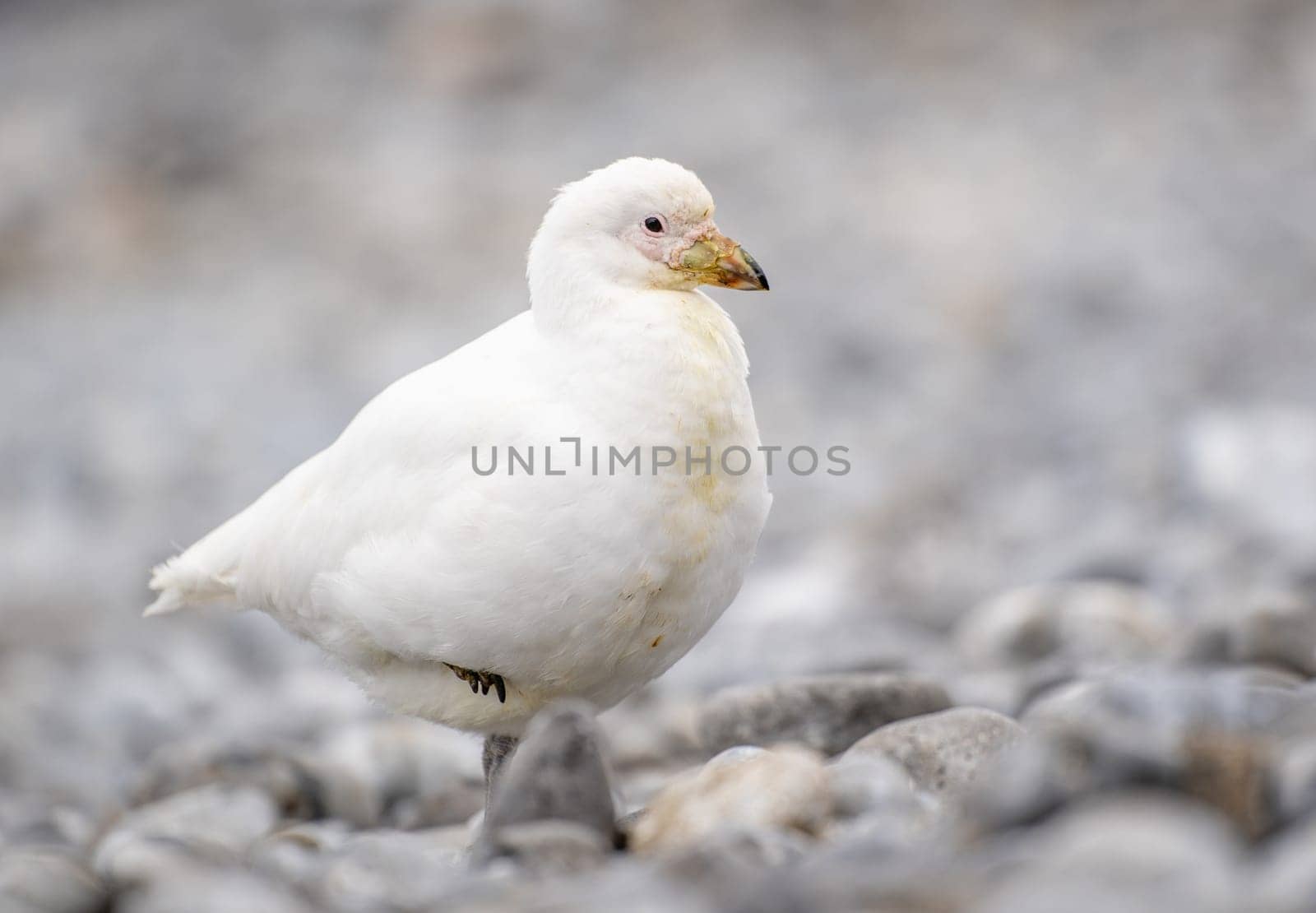 White-faced sheathbill (Chionis albus) on Half Moon Island, Antarctica