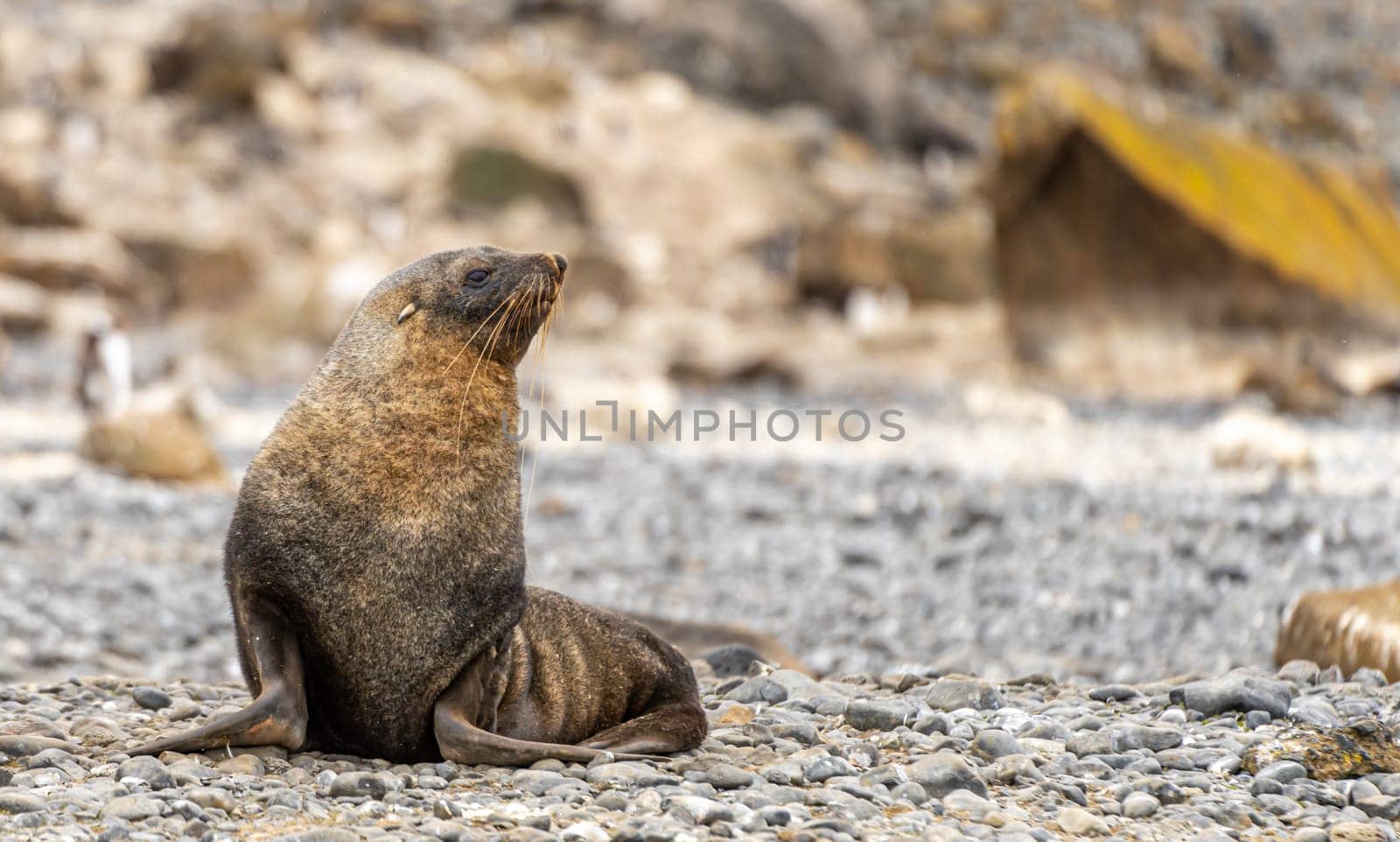 Antarctic fur seal (Arctocephalus gazella) in the South Shetland Islands off Antarctica