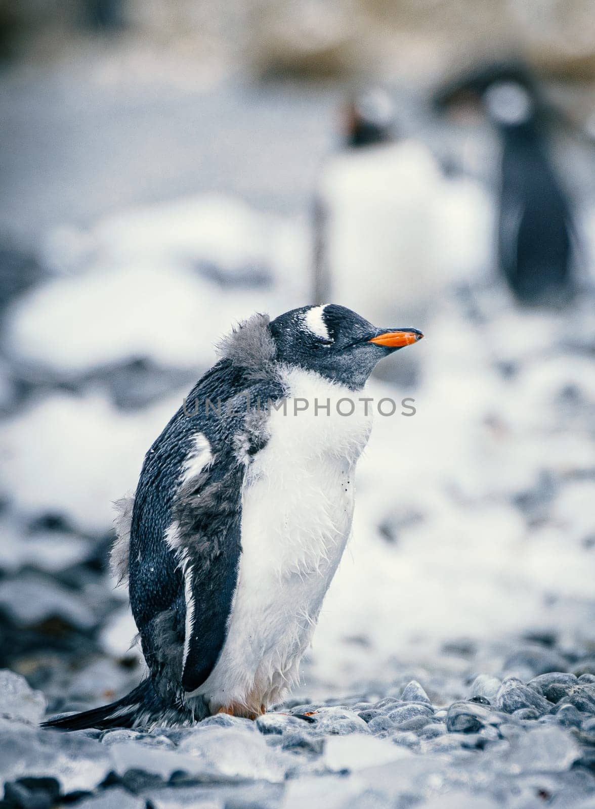 Gentoo penguin (Pygoscelis papua) on Half Moon Island in the South Shetland Islands off Antarctica