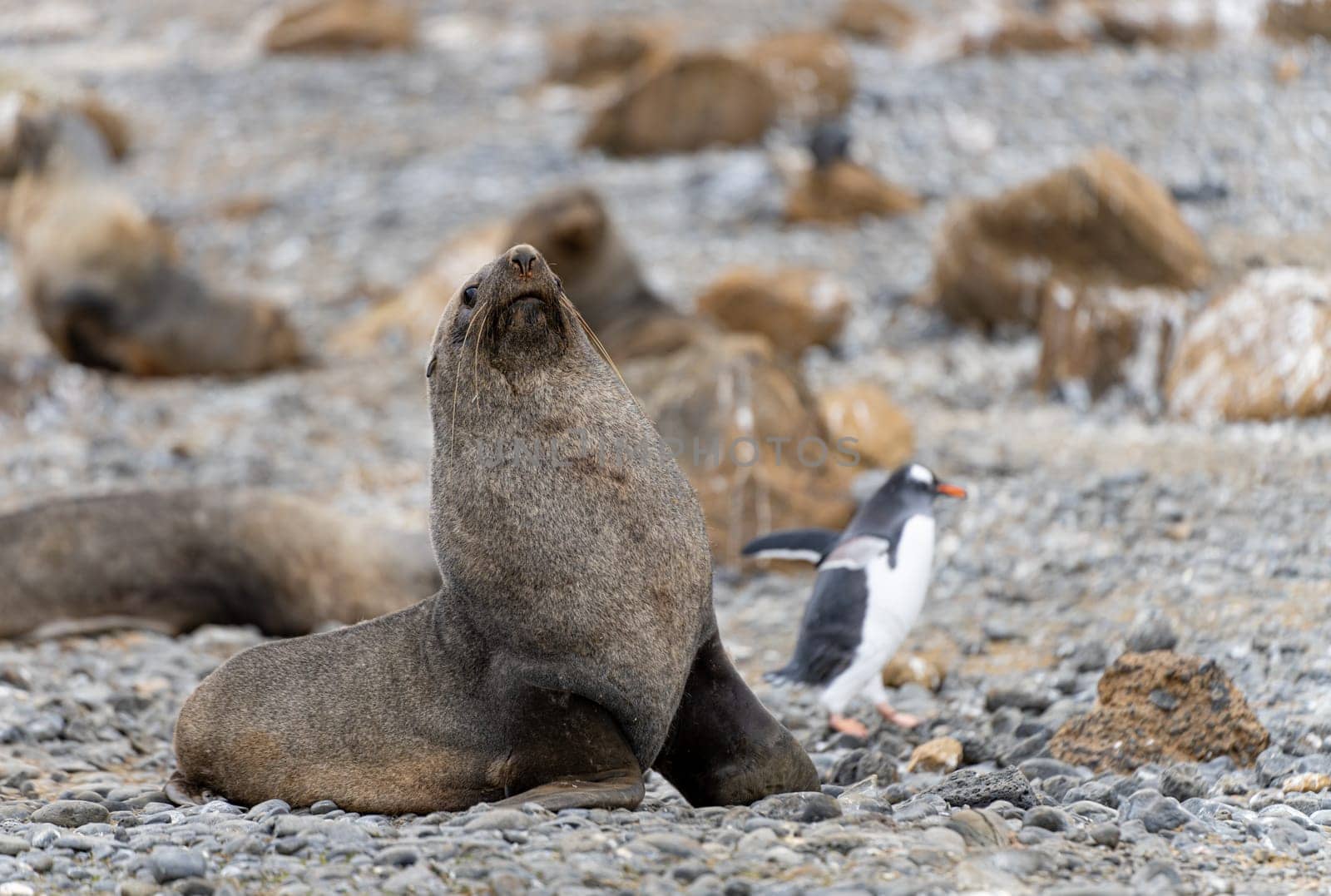Antarctic fur seal (Arctocephalus gazella) in the South Shetland Islands off Antarctica