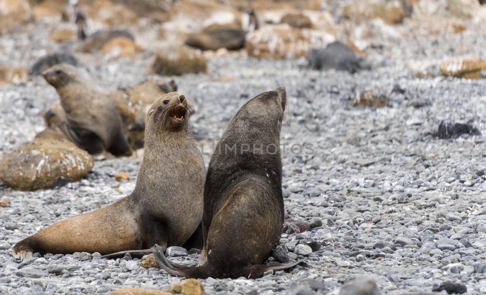 Antarctic fur seal (Arctocephalus gazella) in the South Shetland Islands off Antarctica