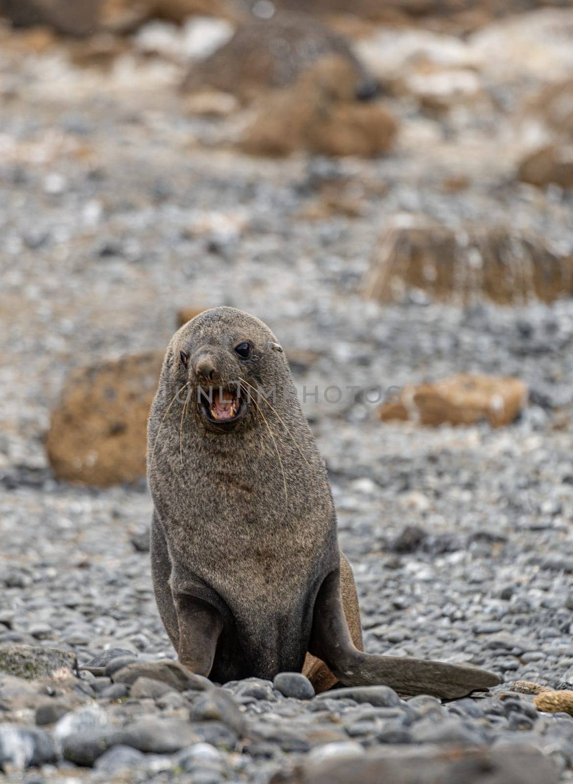 Antarctic fur seal (Arctocephalus gazella) in the South Shetland Islands off Antarctica