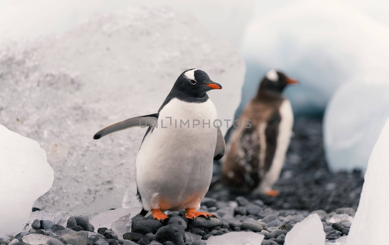 Gentoo penguin (Pygoscelis papua) on Half Moon Island in the South Shetland Islands off Antarctica
