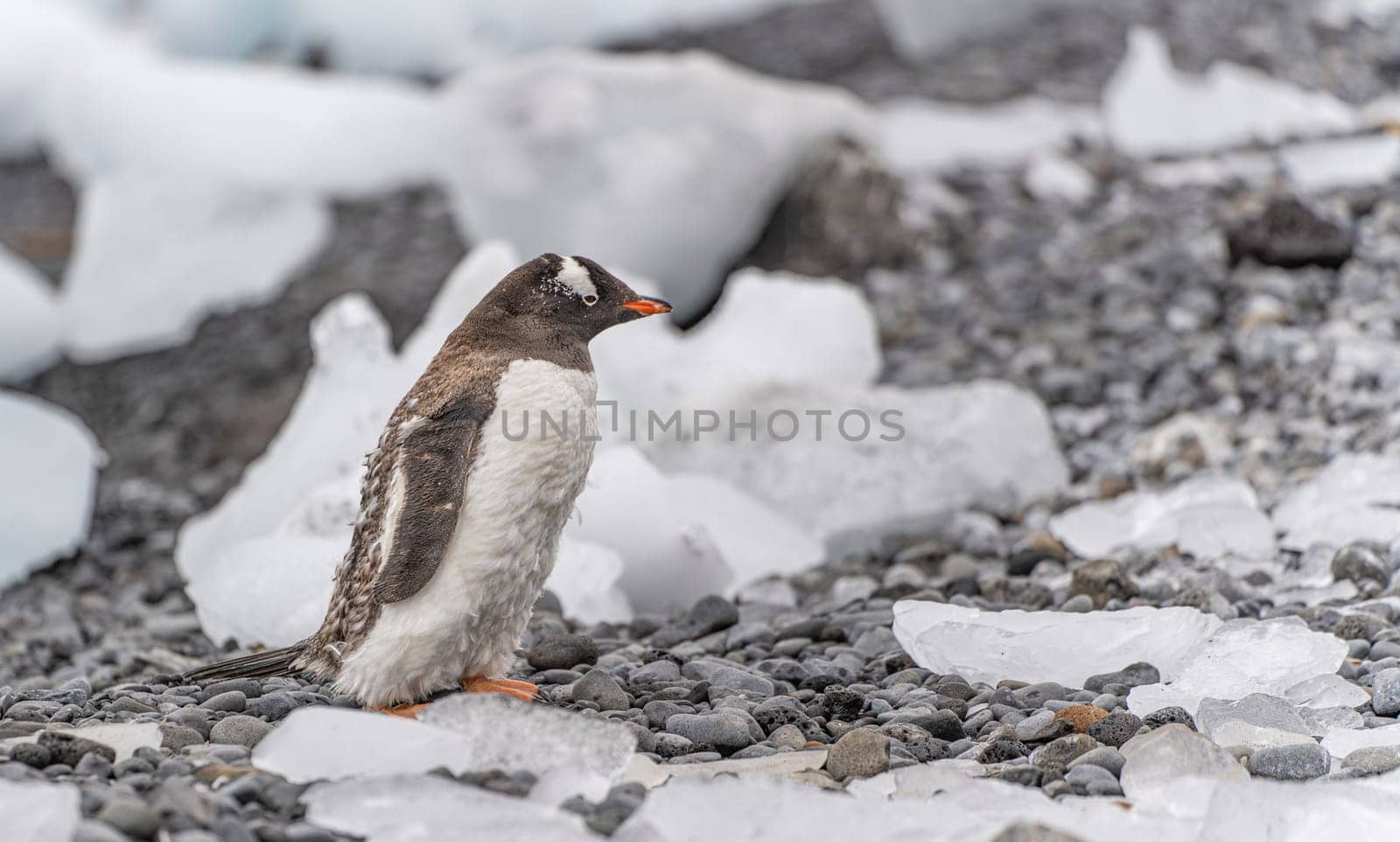 Gentoo penguin (Pygoscelis papua) on Half Moon Island in the South Shetland Islands off Antarctica