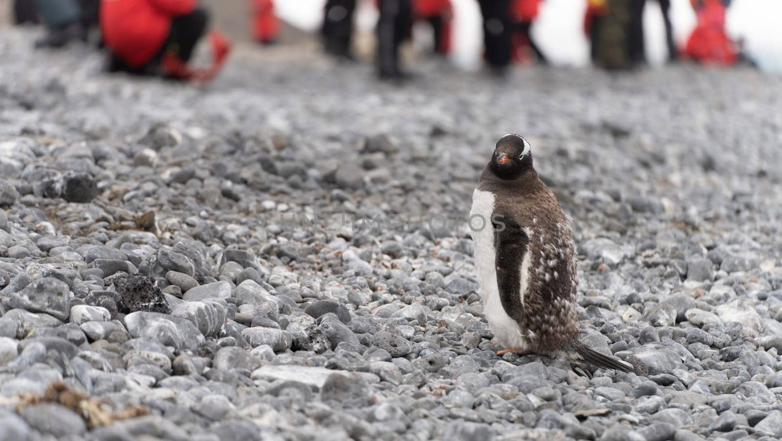 Gentoo penguin (Pygoscelis papua) on Half Moon Island in the South Shetland Islands off Antarctica
