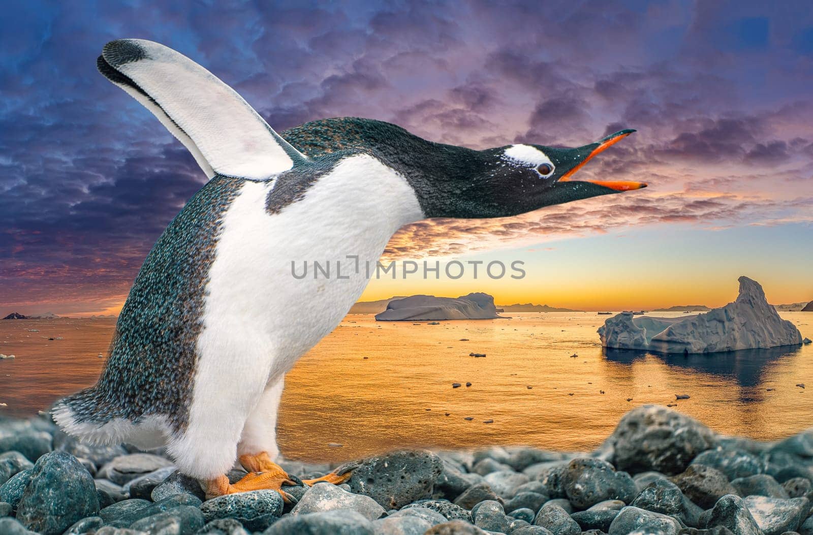 funny gentoo penguin (Pygoscelis papua) stretches its open beak forward and its wings up in the air - funny gesture