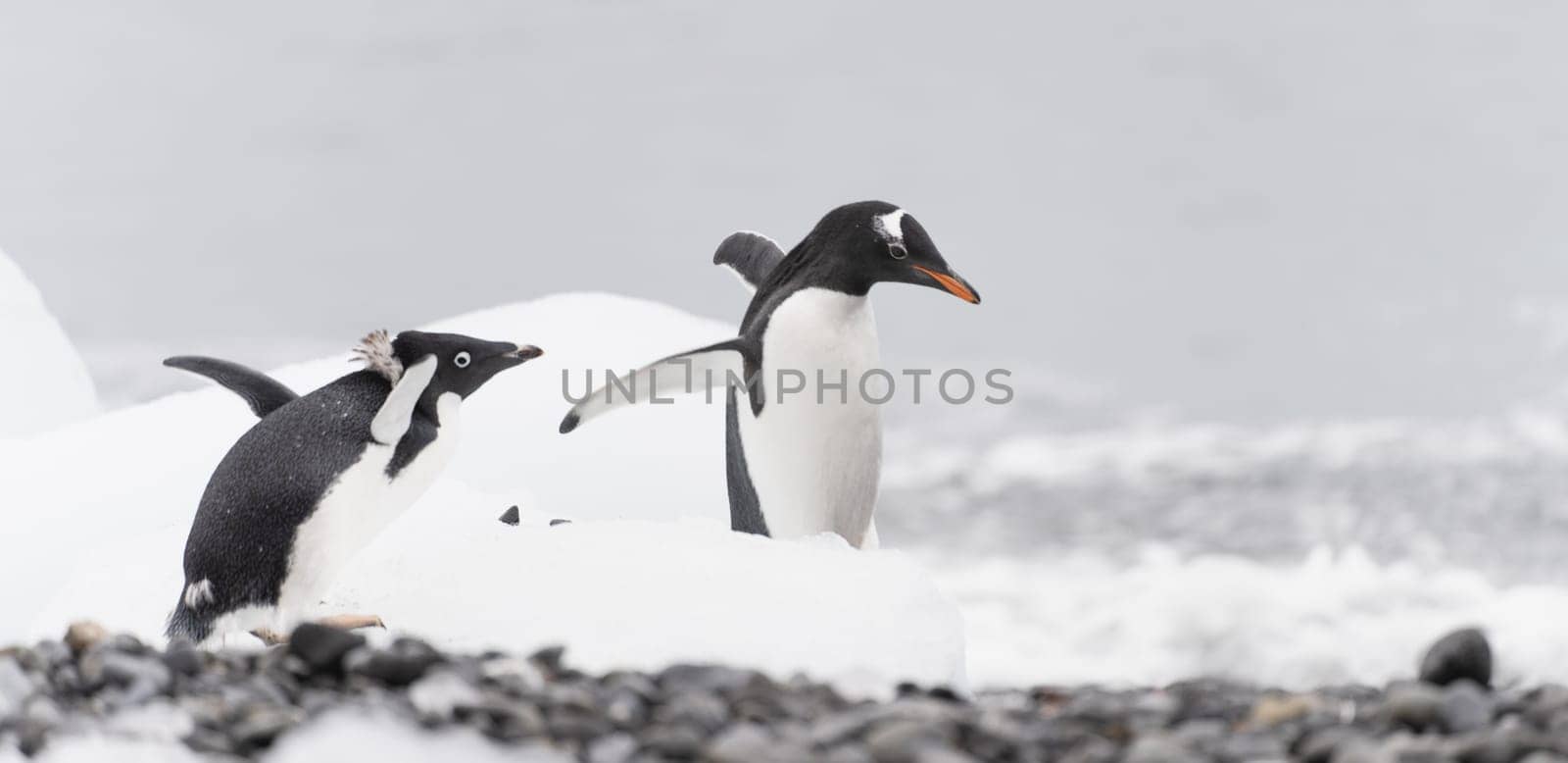 Gentoo penguin (Pygoscelis papua) on Half Moon Island in the South Shetland Islands off Antarctica
