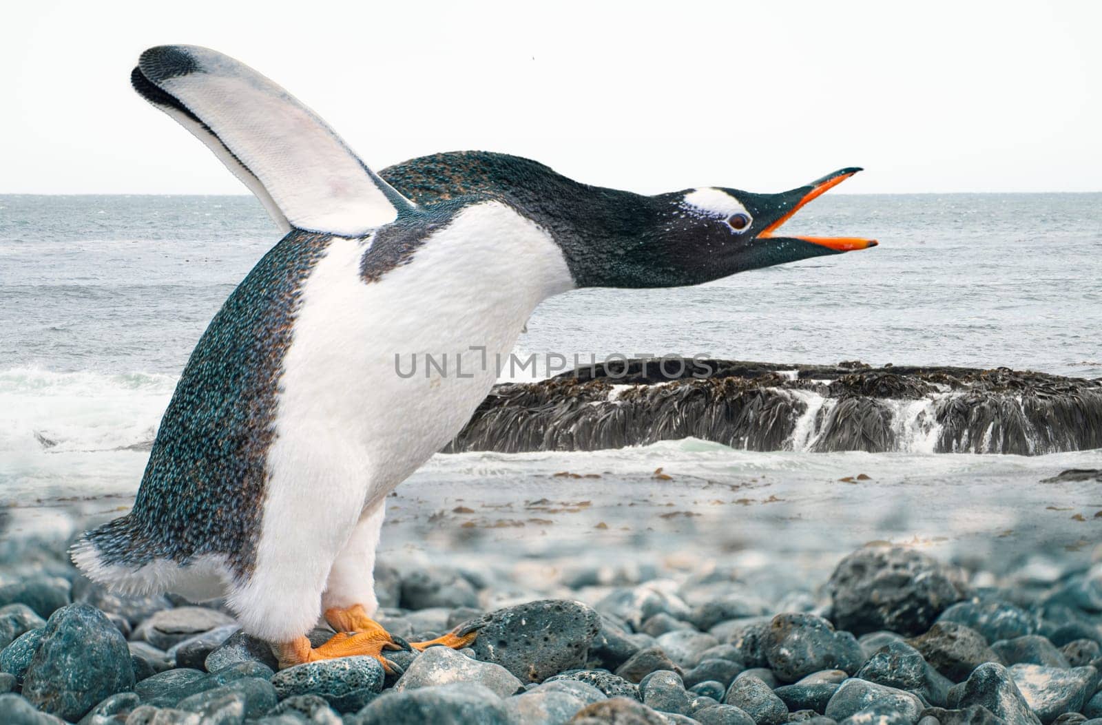 funny gentoo penguin (Pygoscelis papua) stretches its open beak forward and its wings up in the air - funny gesture