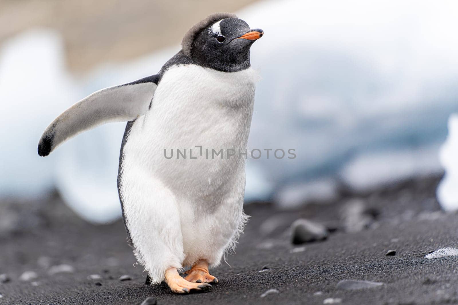 Gentoo penguin (Pygoscelis papua) on Half Moon Island in the South Shetland Islands off Antarctica