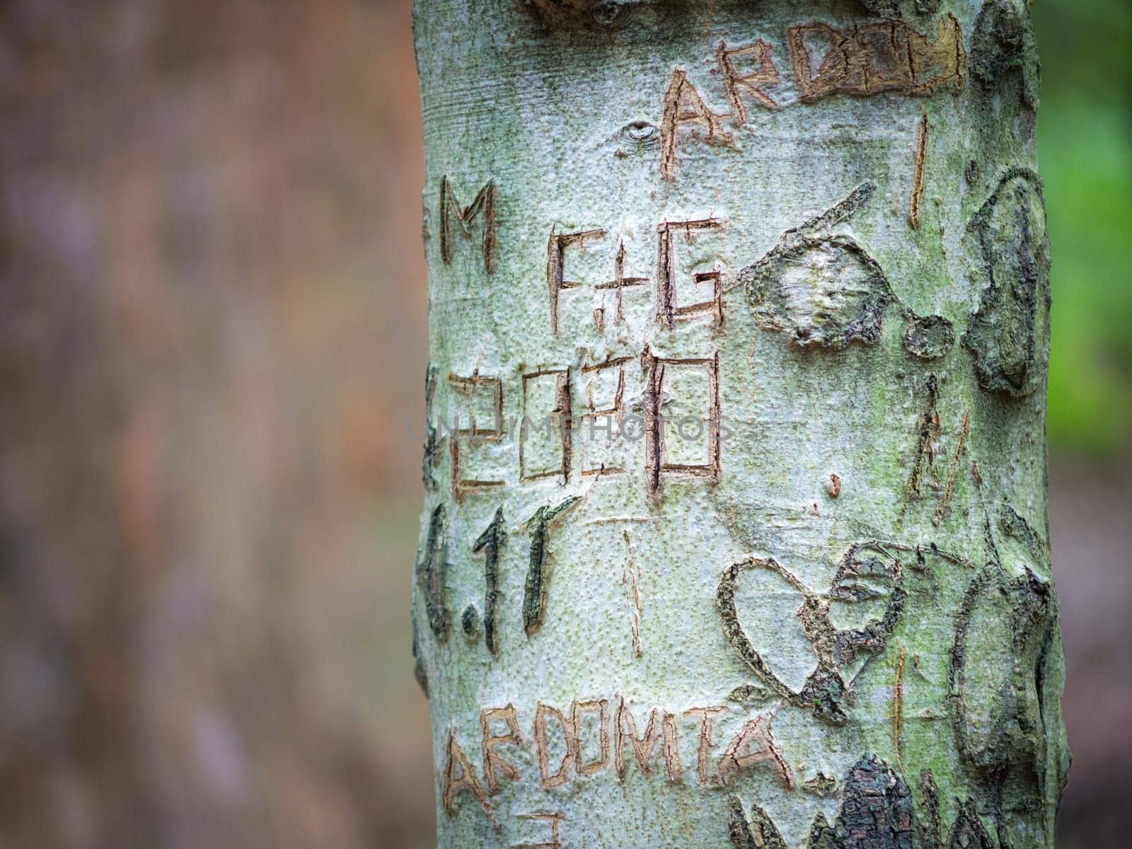Initials of names inscribed in a heart engraved on the bark of an old beech tree