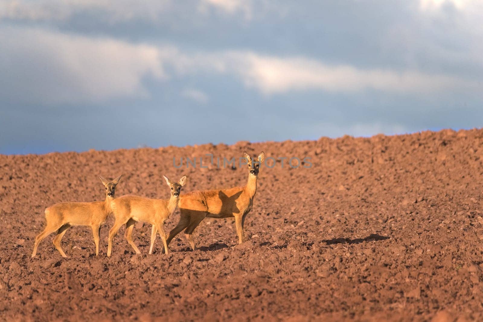Three curious roe deer does
