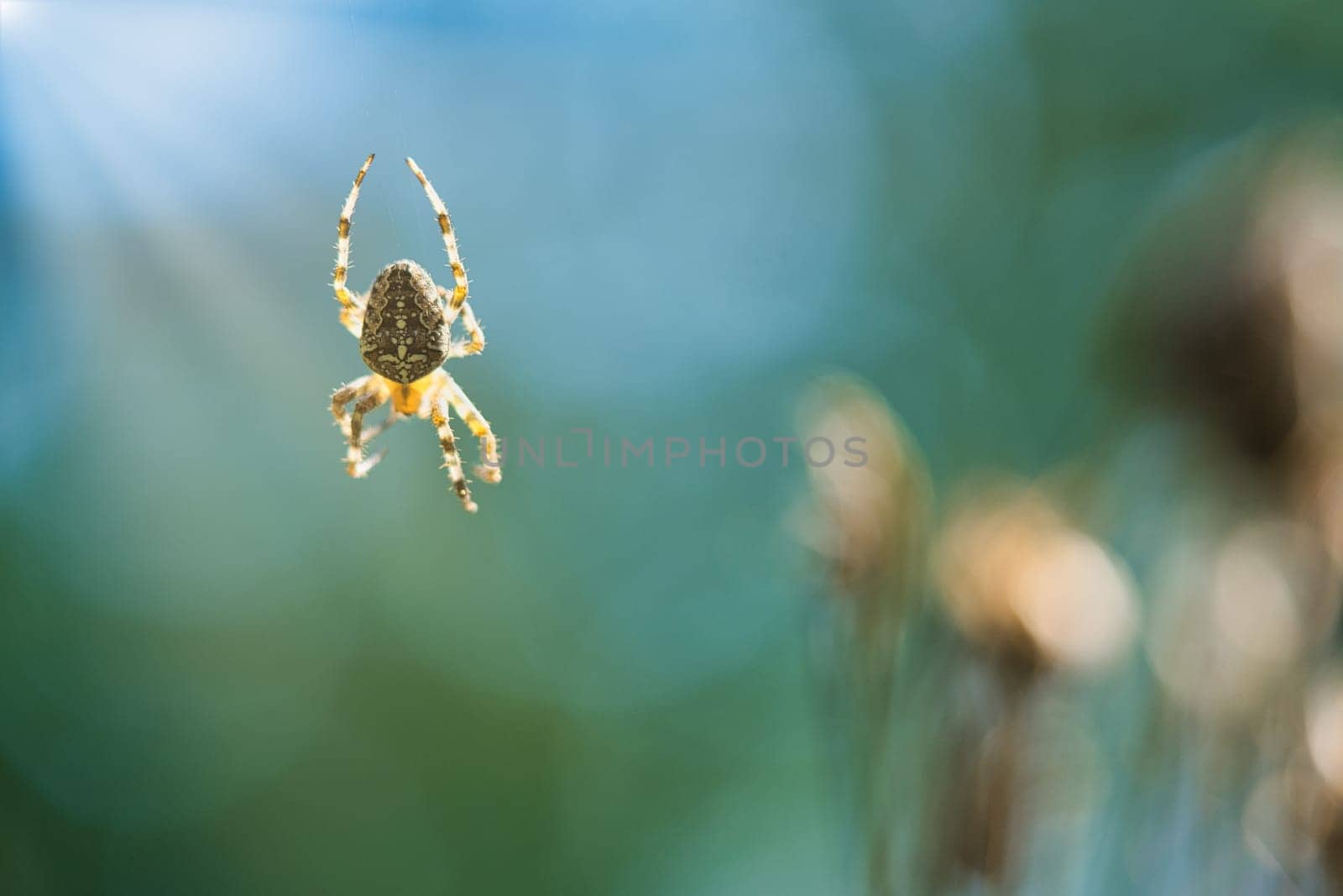 Cross spider crawling on a spider thread. Blurred background. A useful hunter among insects. Arachnid. Animal photo from the wild.