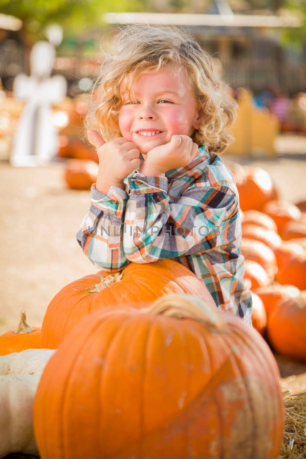 Little Boy Standing in a Rustic Ranch Setting at the Pumpkin Patch.