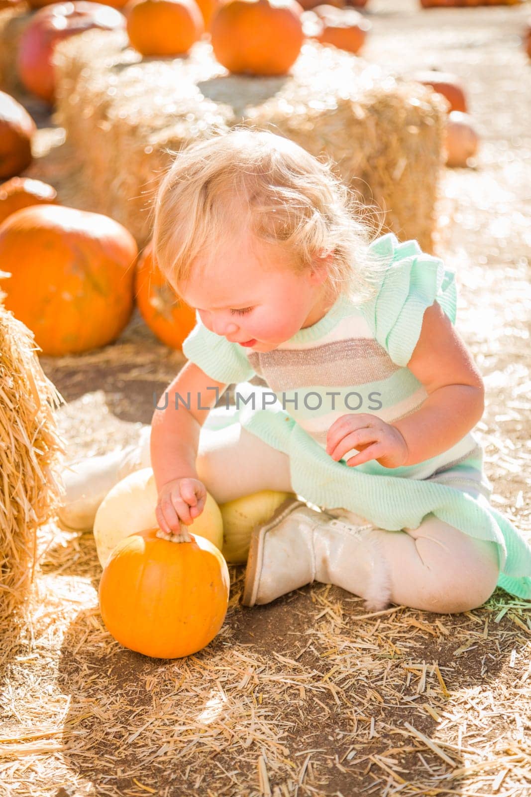 Adorable Baby Girl Having Fun in a Rustic Ranch Setting at the Pumpkin Patch.