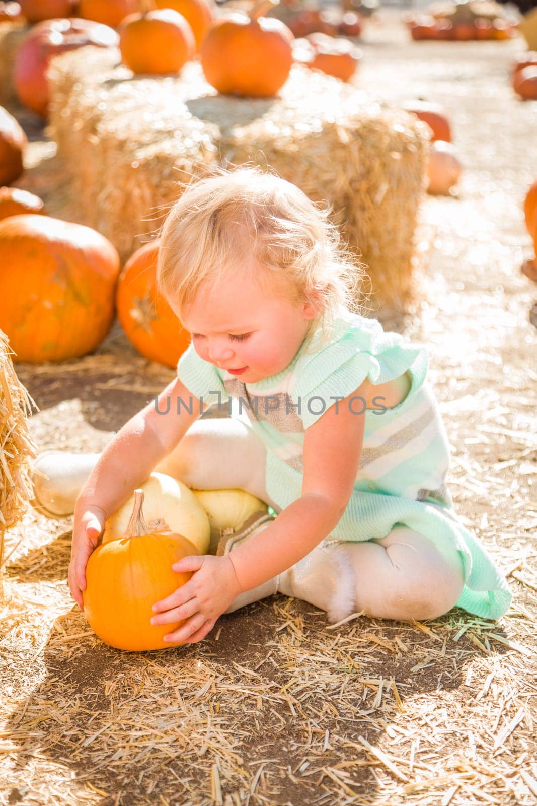 Adorable Baby Girl Having Fun in a Rustic Ranch Setting at the Pumpkin Patch.