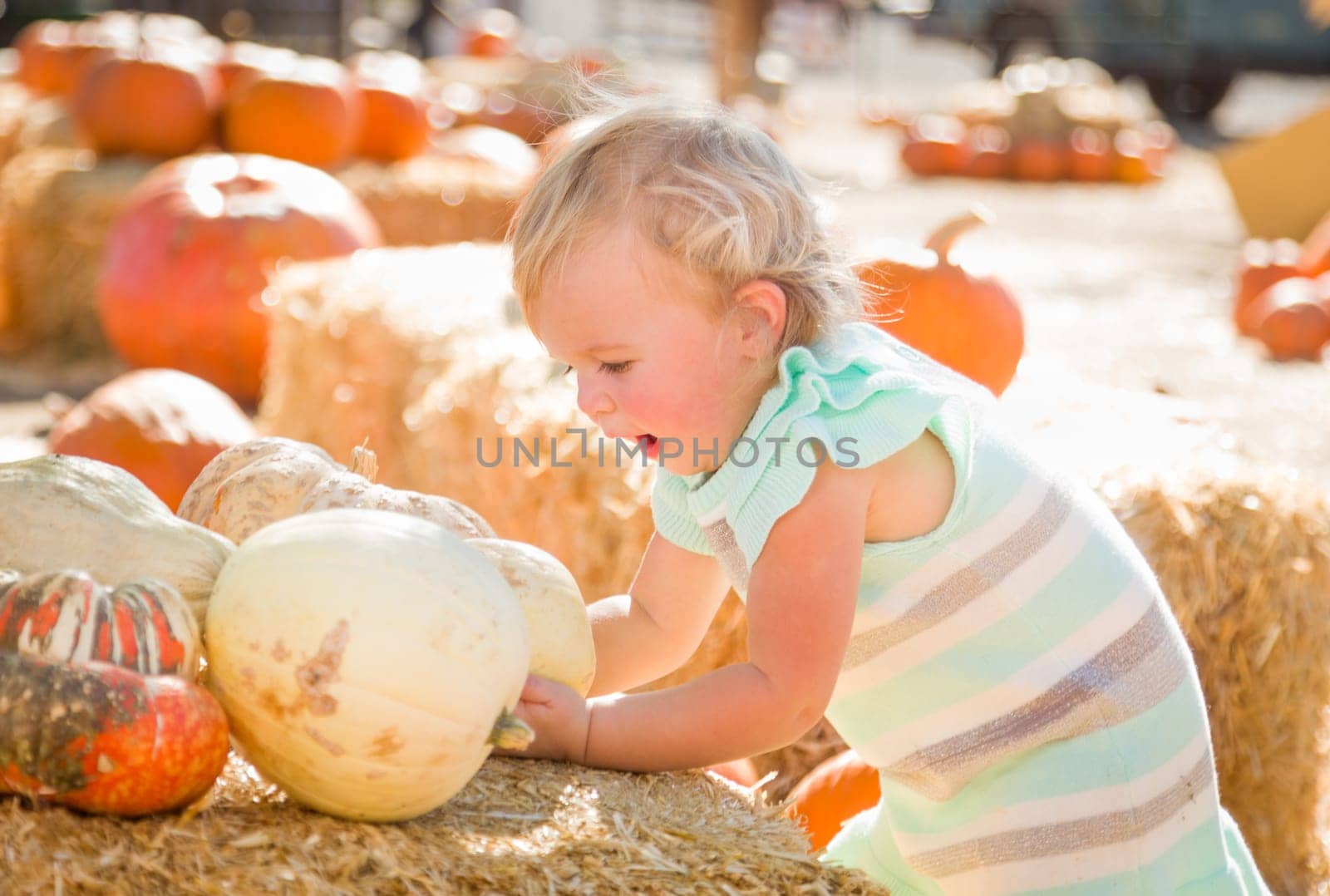 Adorable Baby Girl Having Fun in a Rustic Ranch Setting at the Pumpkin Patch.