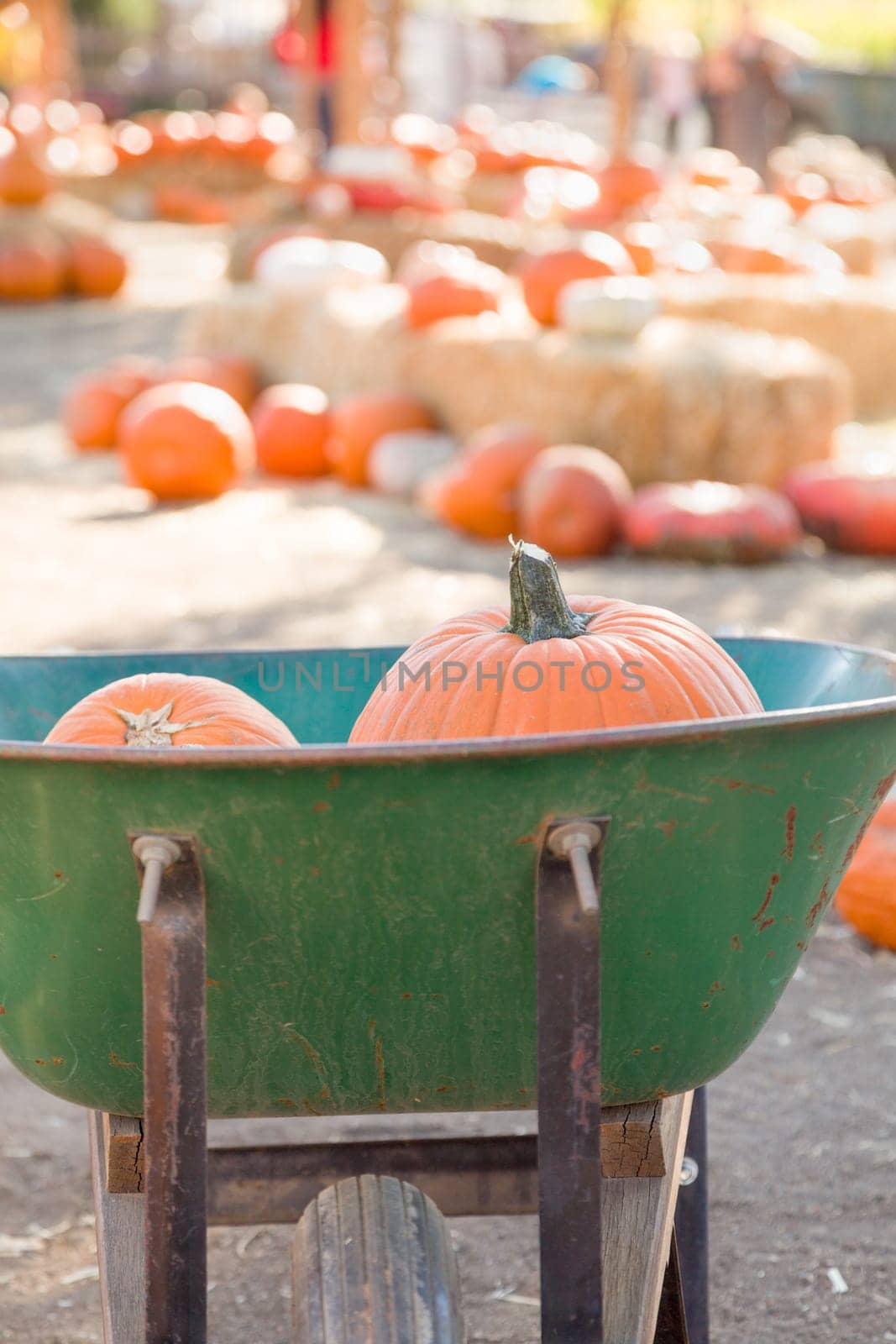 Wheelbarrow Carrying Pumpkins at the Pumpkin Patch.