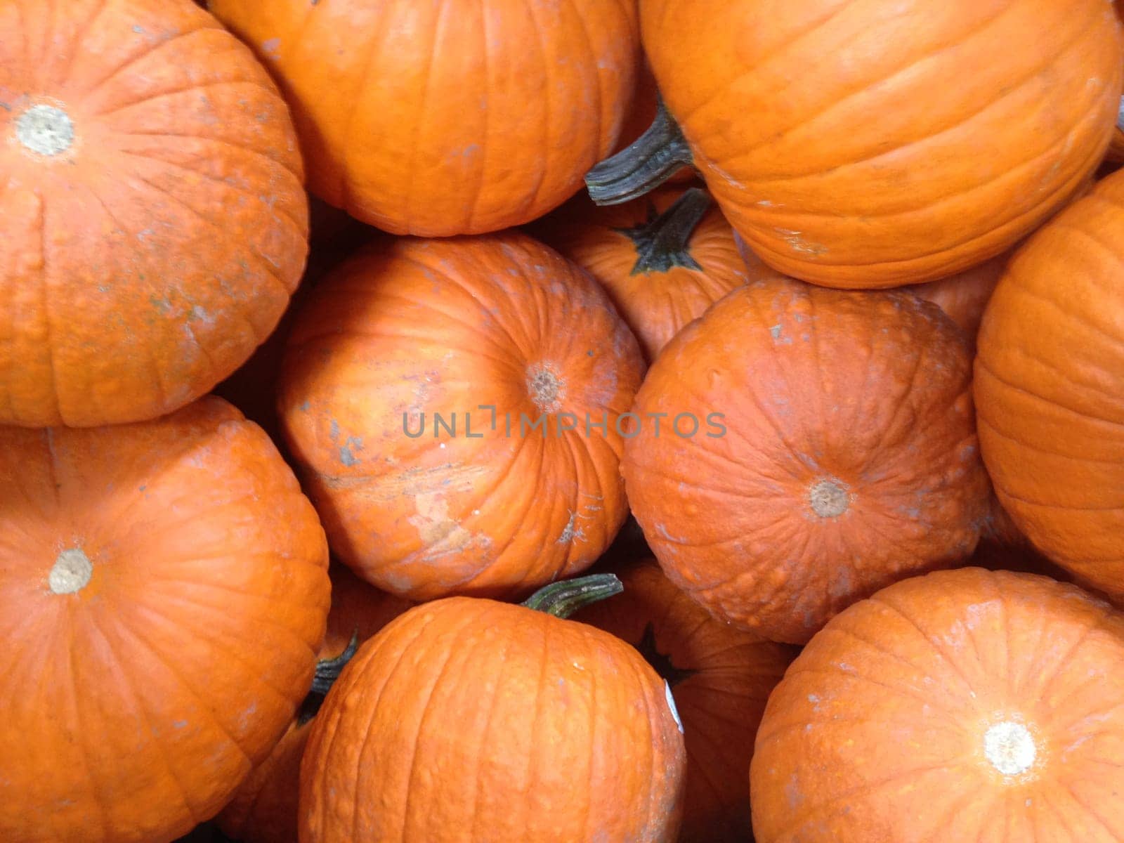 Several Large Pumpkins At the Pumpkin Patch Abstract.