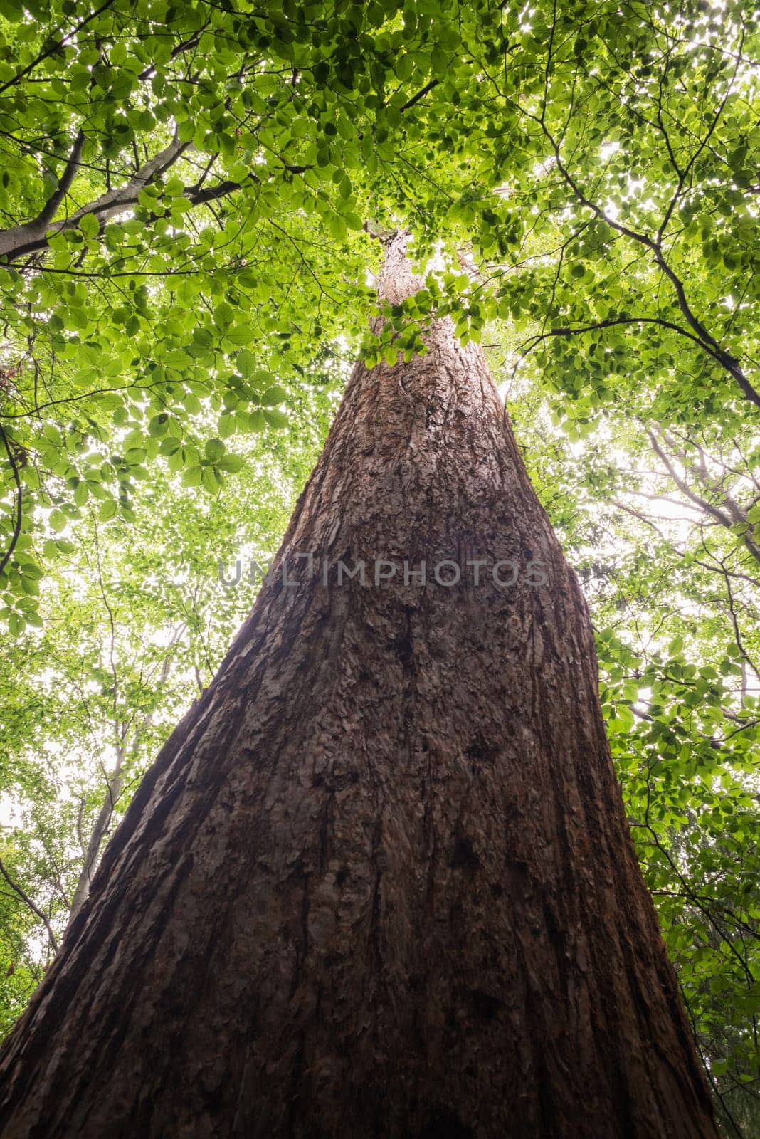 tall redwood sequoia tree