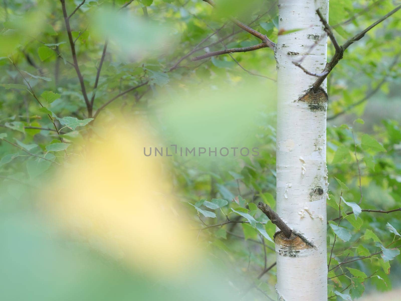 Birch tree in autumn