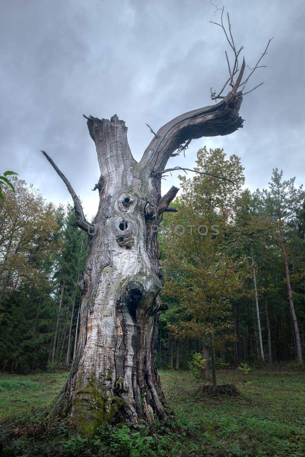 Old Bare chestnut tree in a forest in Burgenland