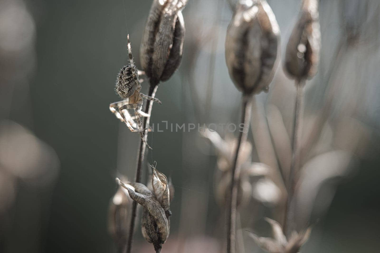 Cross spider crawling on a spider thread to a plant. Blurred background. A useful hunter among insects. Arachnid. Animal photo from the wild.