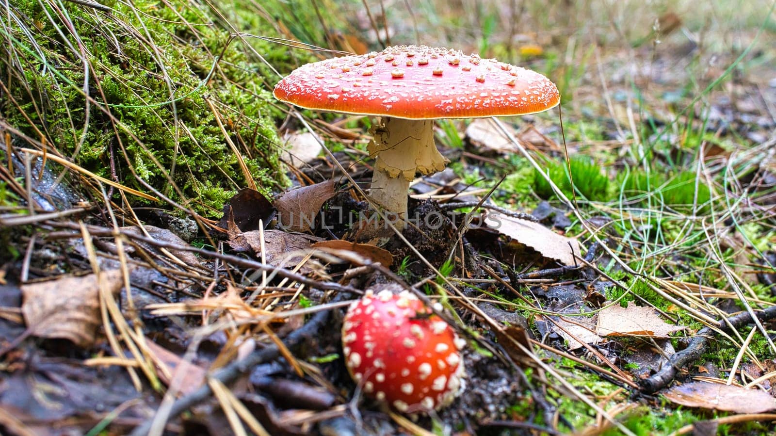 Toadstool at the bottom of a coniferous forest in the woods. Poisonous mushroom. Red cap with white spots. Close up from nature in forest