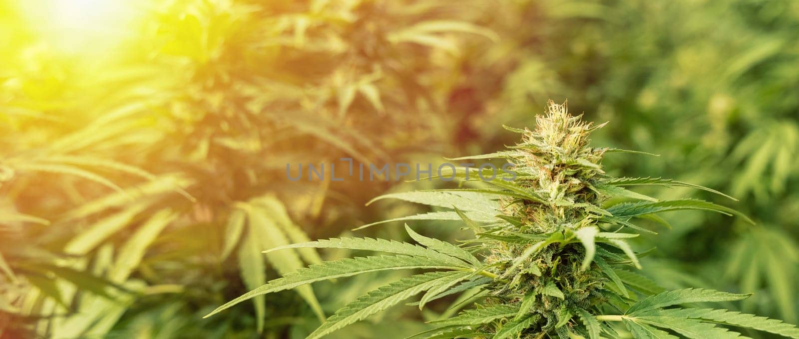 Blooming ripe Marijuana with Buds and green Leaves at sunset. Organic Cannabis Sativa Female Plants with CBD. Legal marihuana plantation provides high quality medicinal cannabis for healthcare and medicine uses