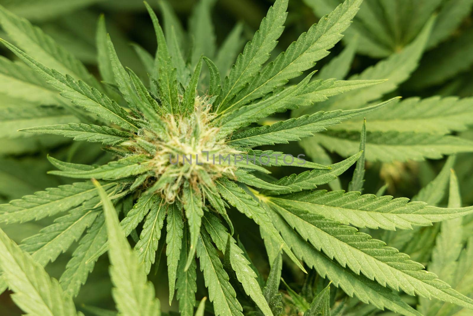 Blooming ripe Marijuana with Buds and green Leaves. Organic Cannabis Sativa Female Plants with CBD. Legal marihuana plantation provides high quality medicinal cannabis for healthcare and medicine uses