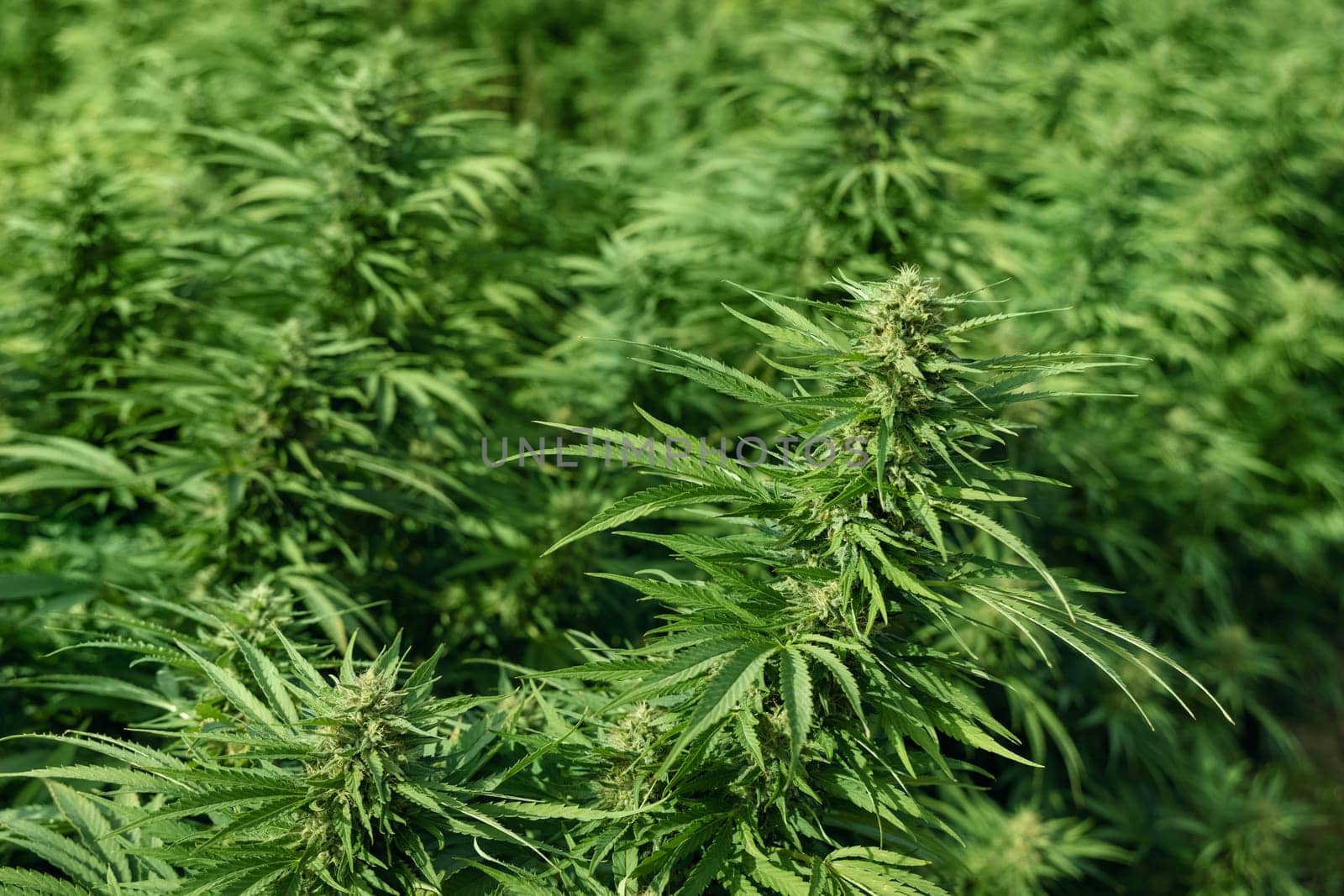 Blooming ripe Marijuana with Buds and green Leaves. Organic Cannabis Sativa Female Plants with CBD. Legal marihuana plantation provides high quality medicinal cannabis for healthcare and medicine uses