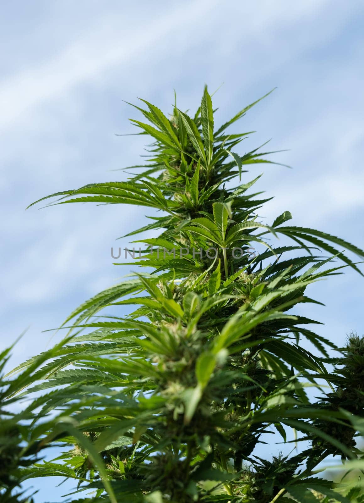 Blooming ripe Marijuana with Buds and green Leaves. Organic Cannabis Sativa Female Plants with CBD. Legal marihuana plantation provides high quality medicinal cannabis for healthcare and medicine uses
