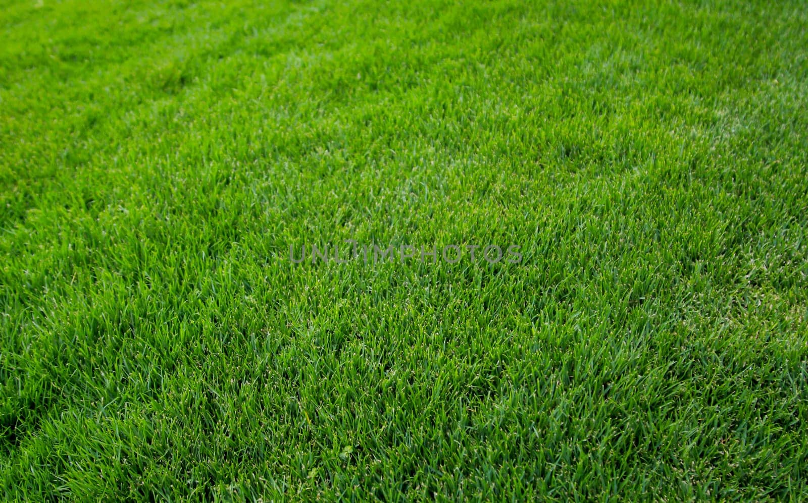 A grass texture, lots of lush grass with a rich green.