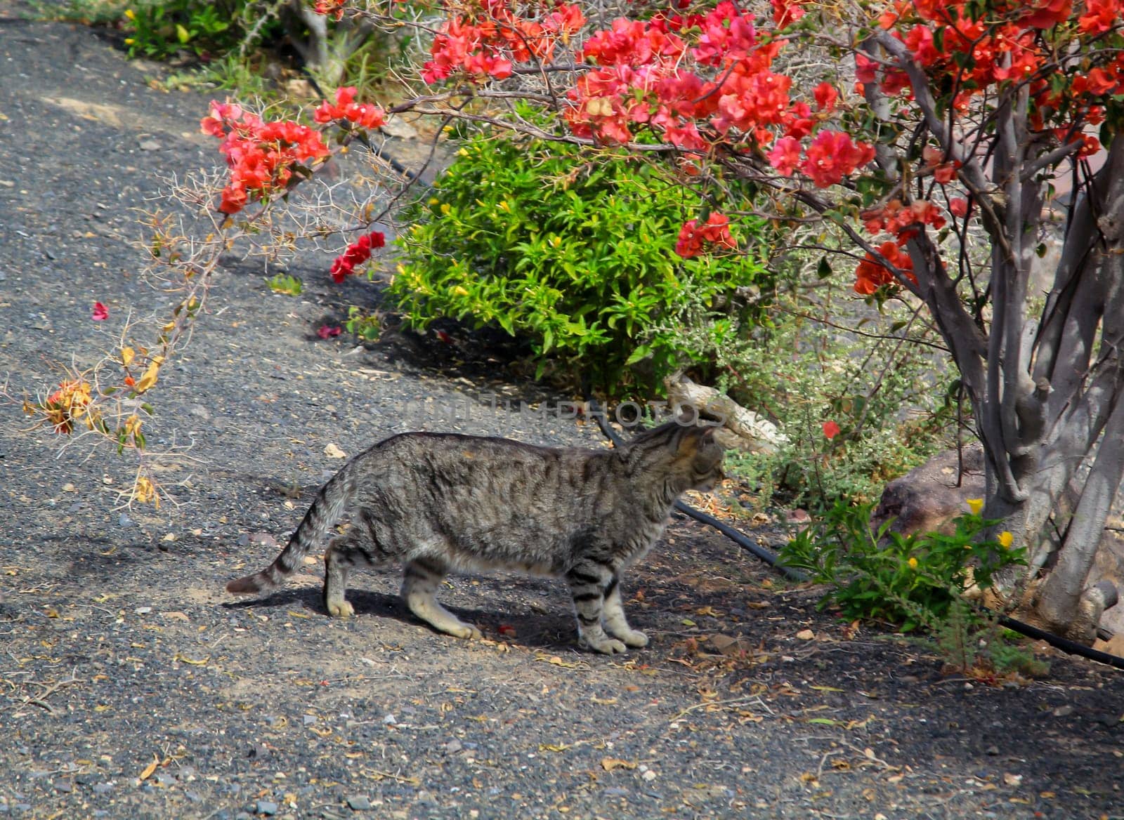 Portrait of a free village cat. A stroming cat.