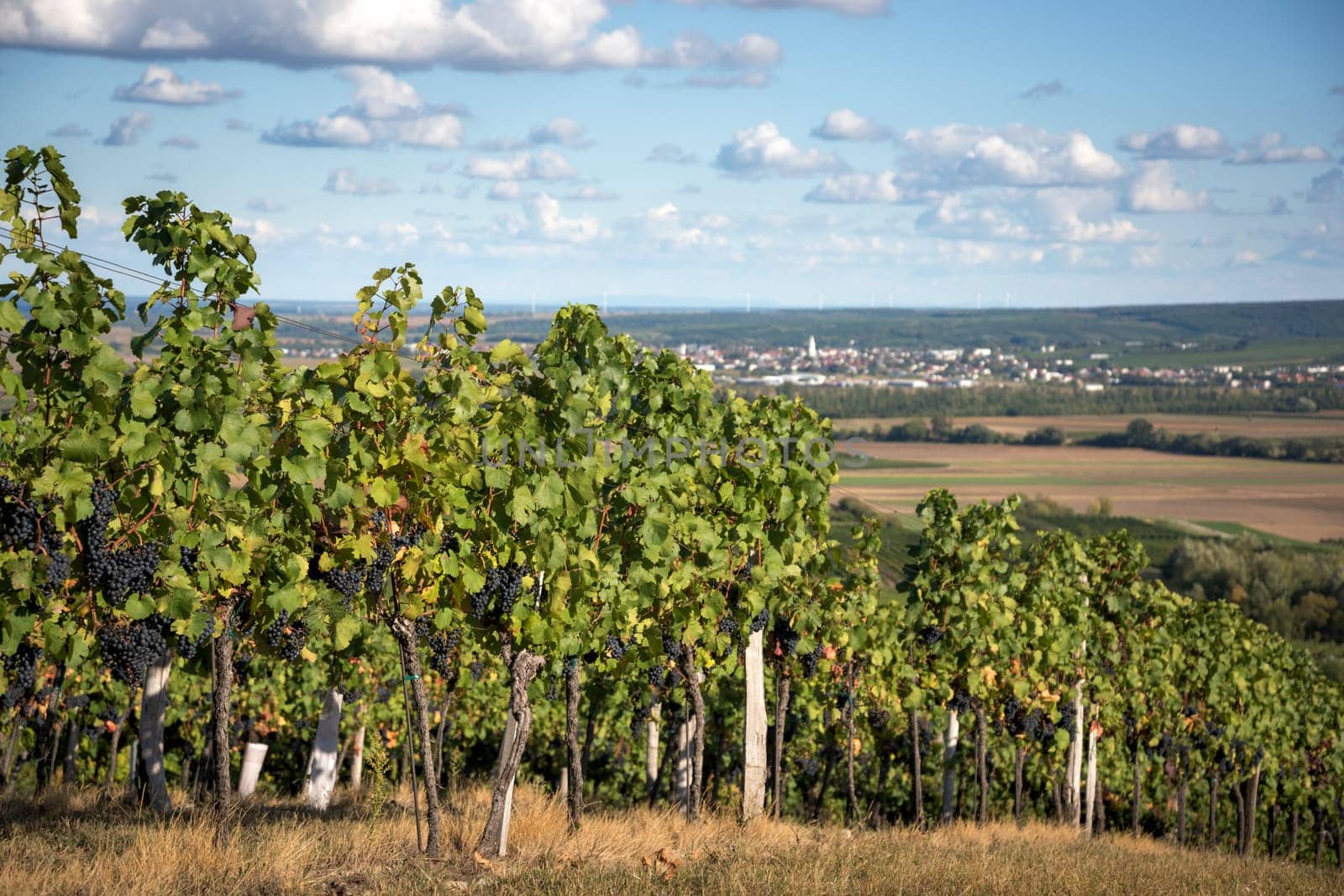 Austria, Burgenland, Oberpullendorf District, near Neckenmarkt, vineyards at sunrise in autumn, View over Deutschkreutz, Blaufraenkischland