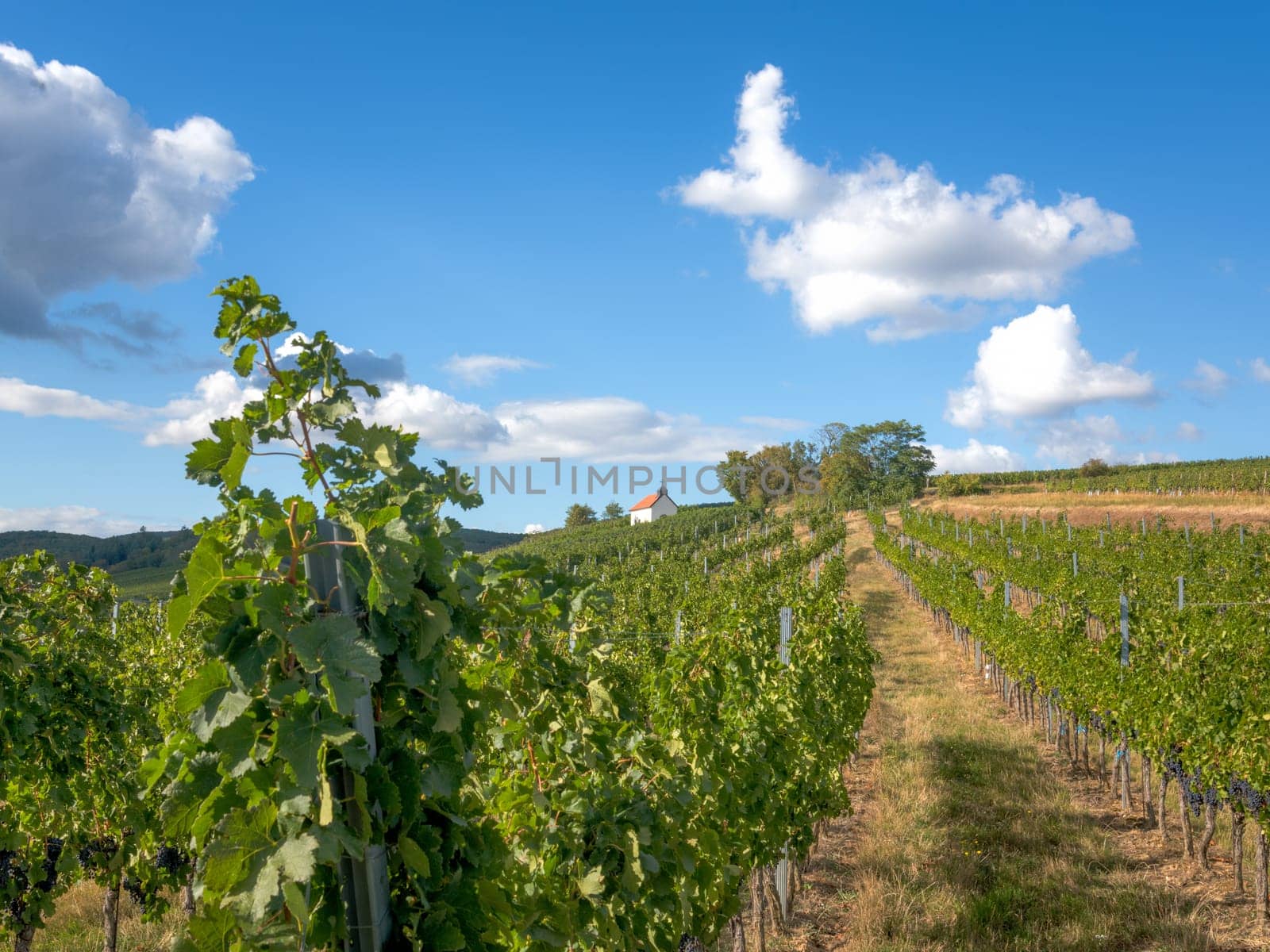 Neckenmarkt Austria Vineyards before harvest with small chapel
