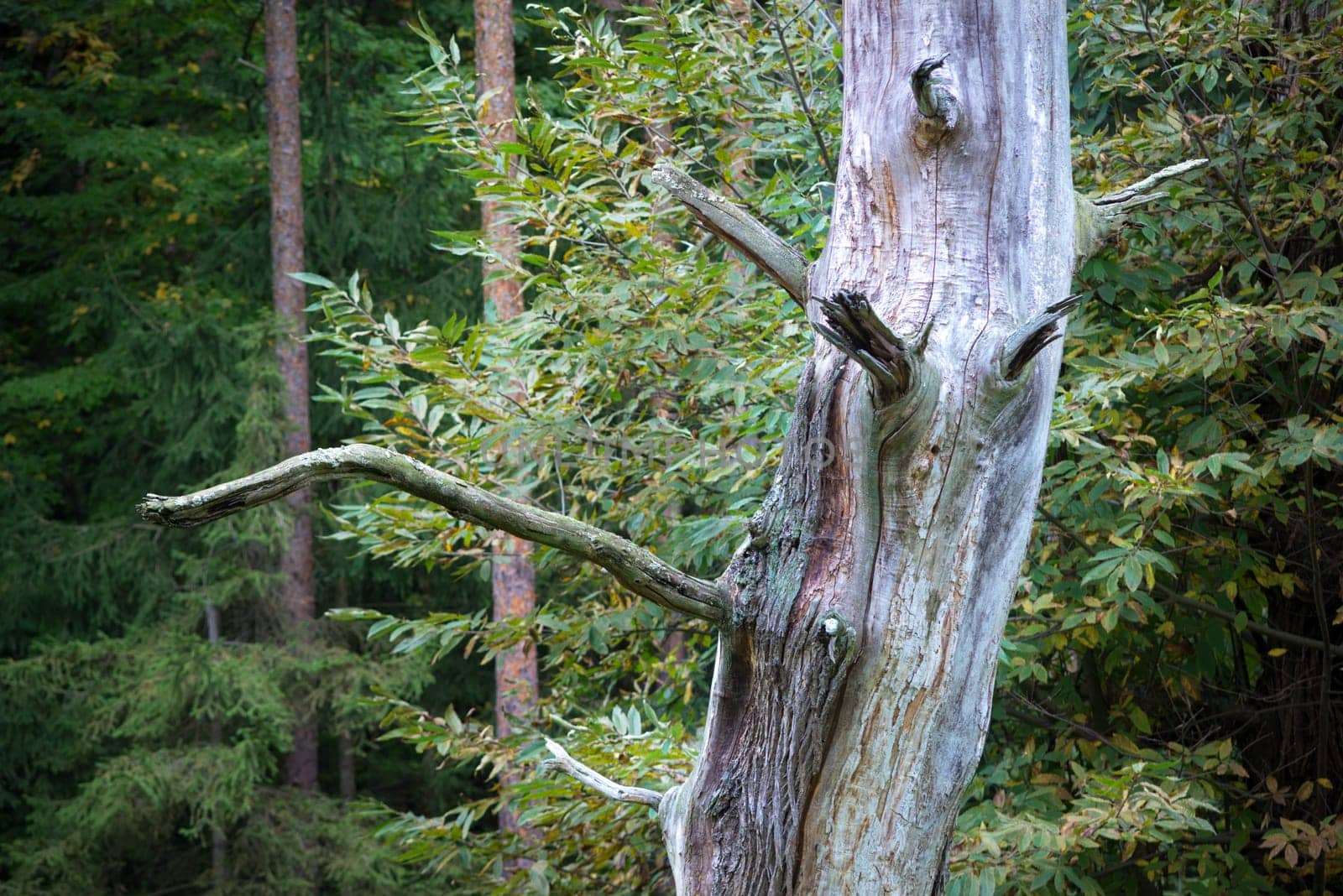 trunk of a dry tree is broken, bare branches of tree against the green forest.