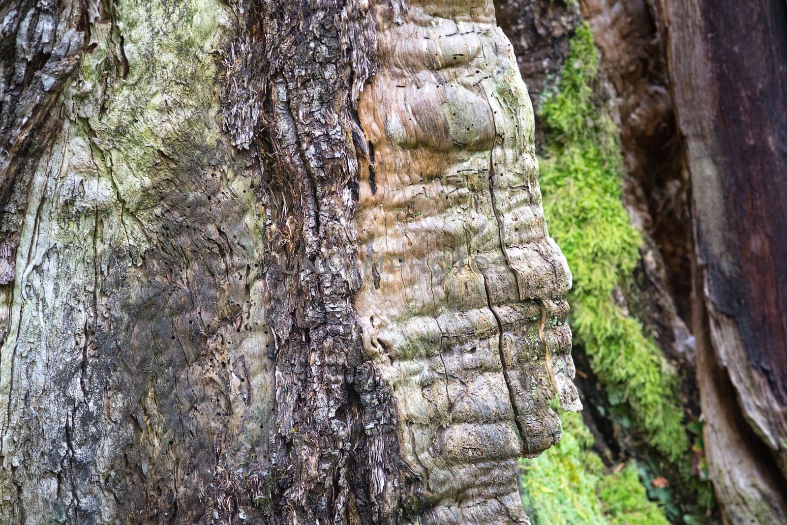 A beautiful macro nature of a tree trunk with bark and bare wood exposed resting flat on the forest grounds