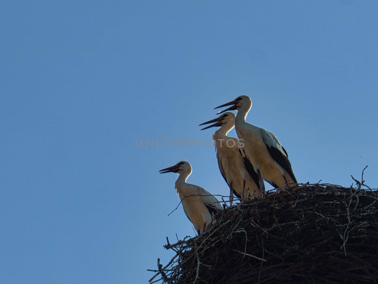 three white storks in the nest on a chimney in Brandenburg. Every year the parents come here in spring to breed.