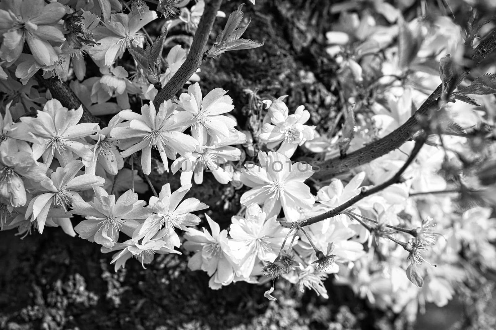 Cherry blossoms in the park in Berlin. In spring these beautiful looking flowers bloom in full splendor