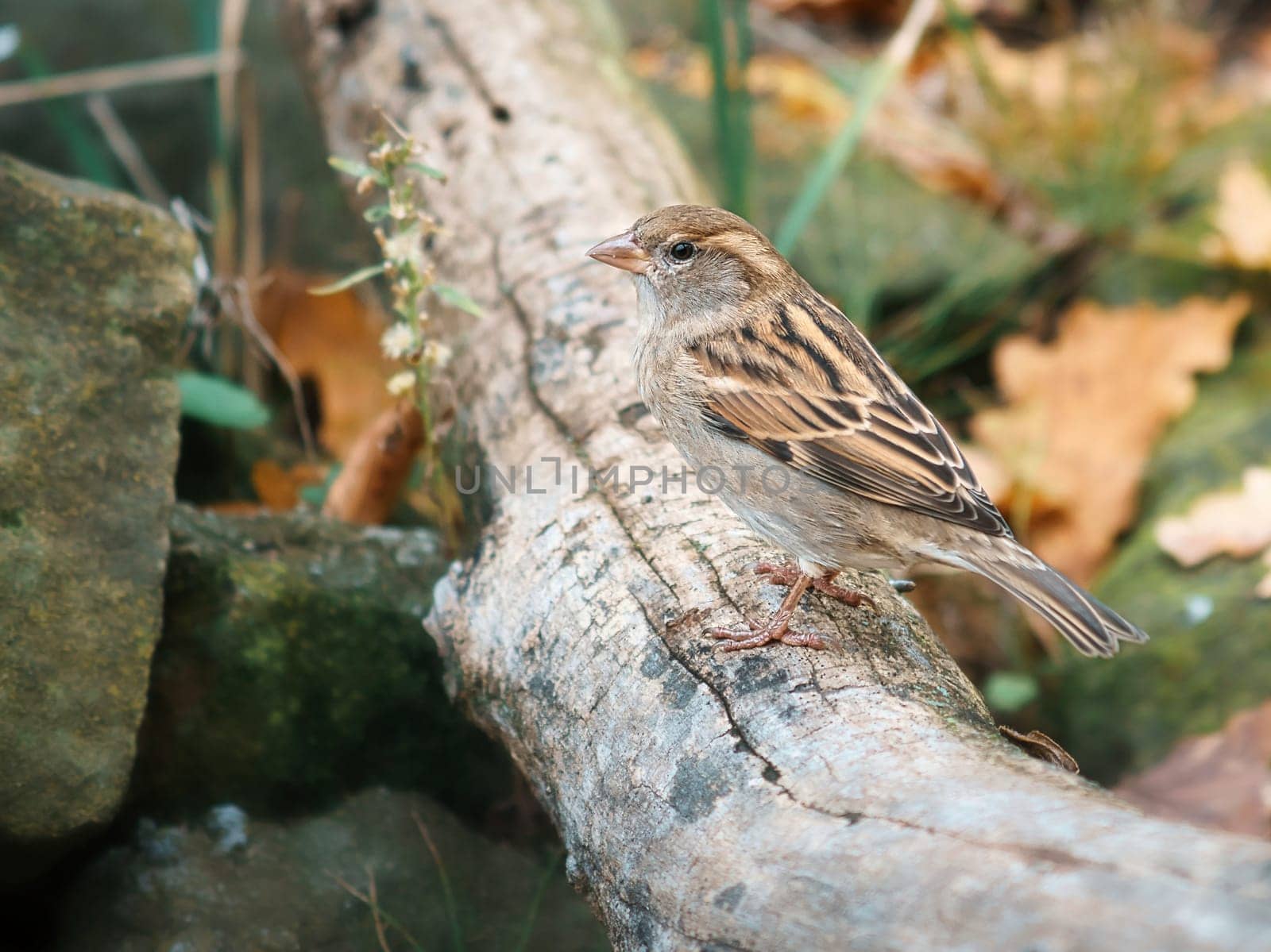 sparrow in berlin, here it can still be found in large numbers. its populations are declining worldwide. mostly found in larger groups