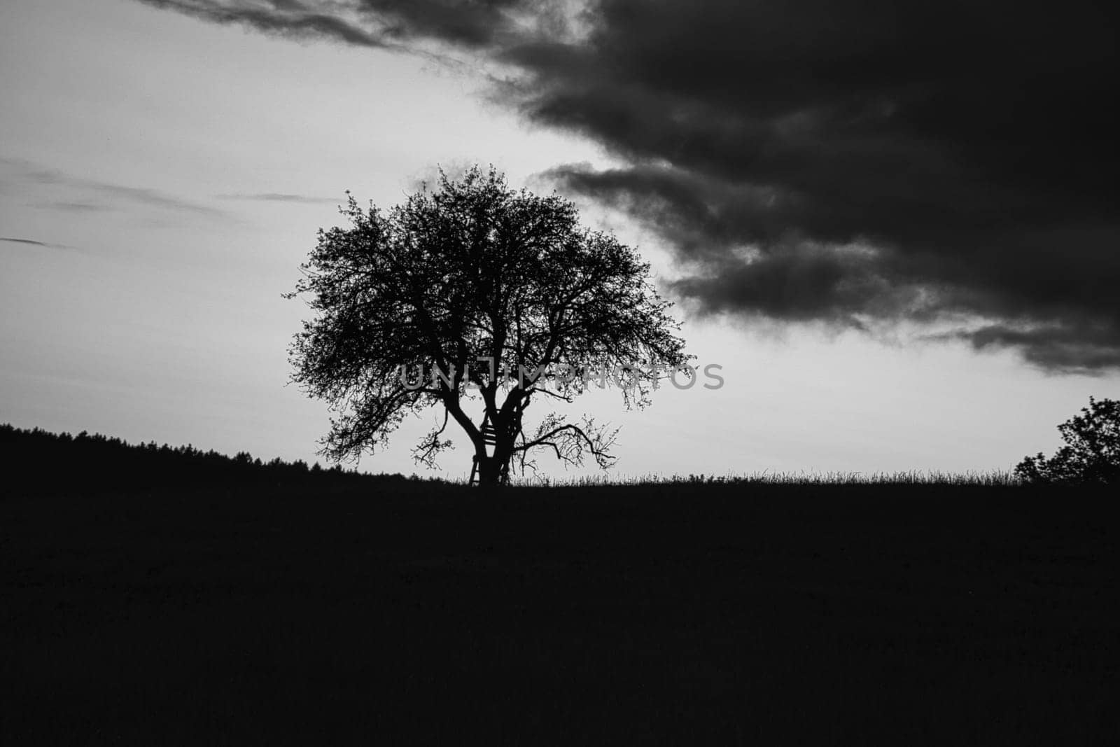 Sunset in the Saarland with a tree against which a ladder is leaning in black and white shot. dramatic sky . quiet and lonely light mood